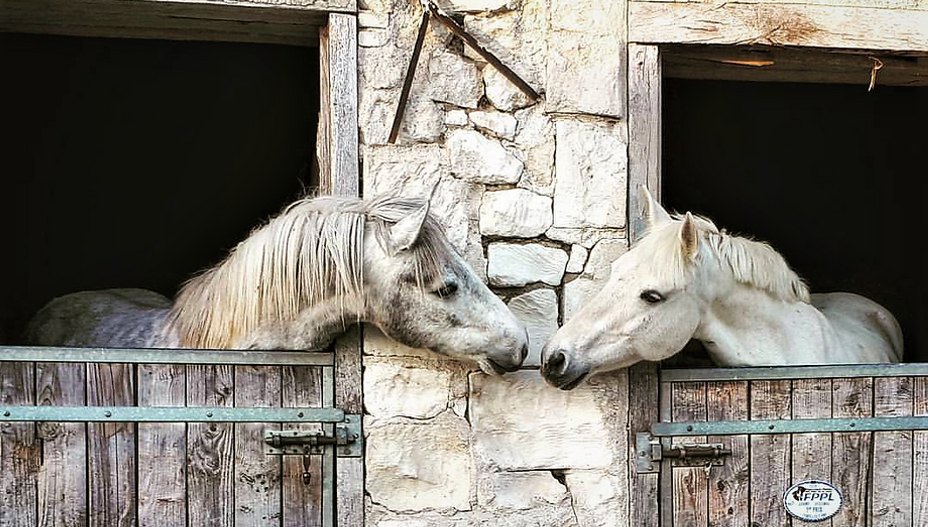 Les Ecuries De La Borde Pony Club - Pension Horses Owners Breeding Saumur