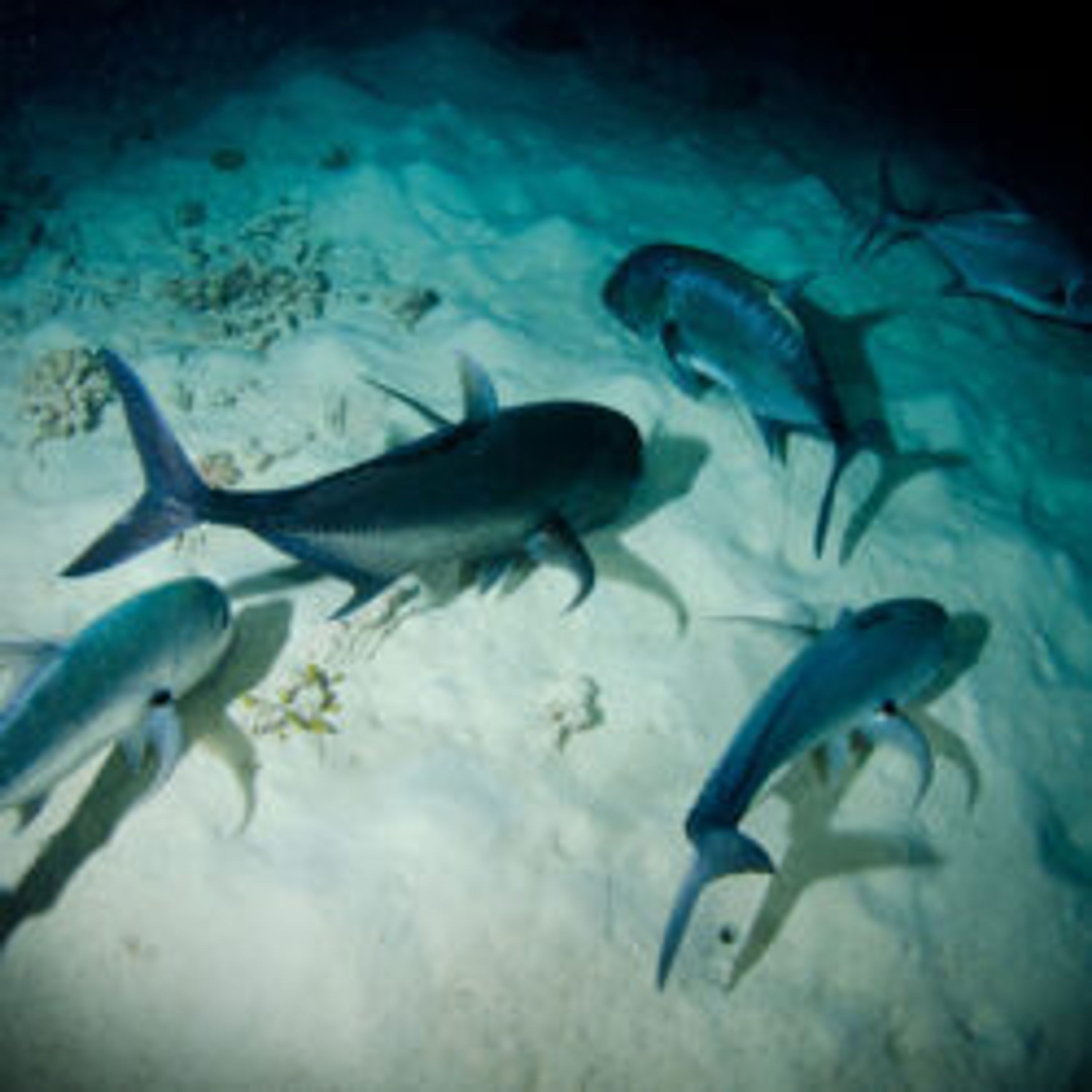 Four Day PADI Open Water Course