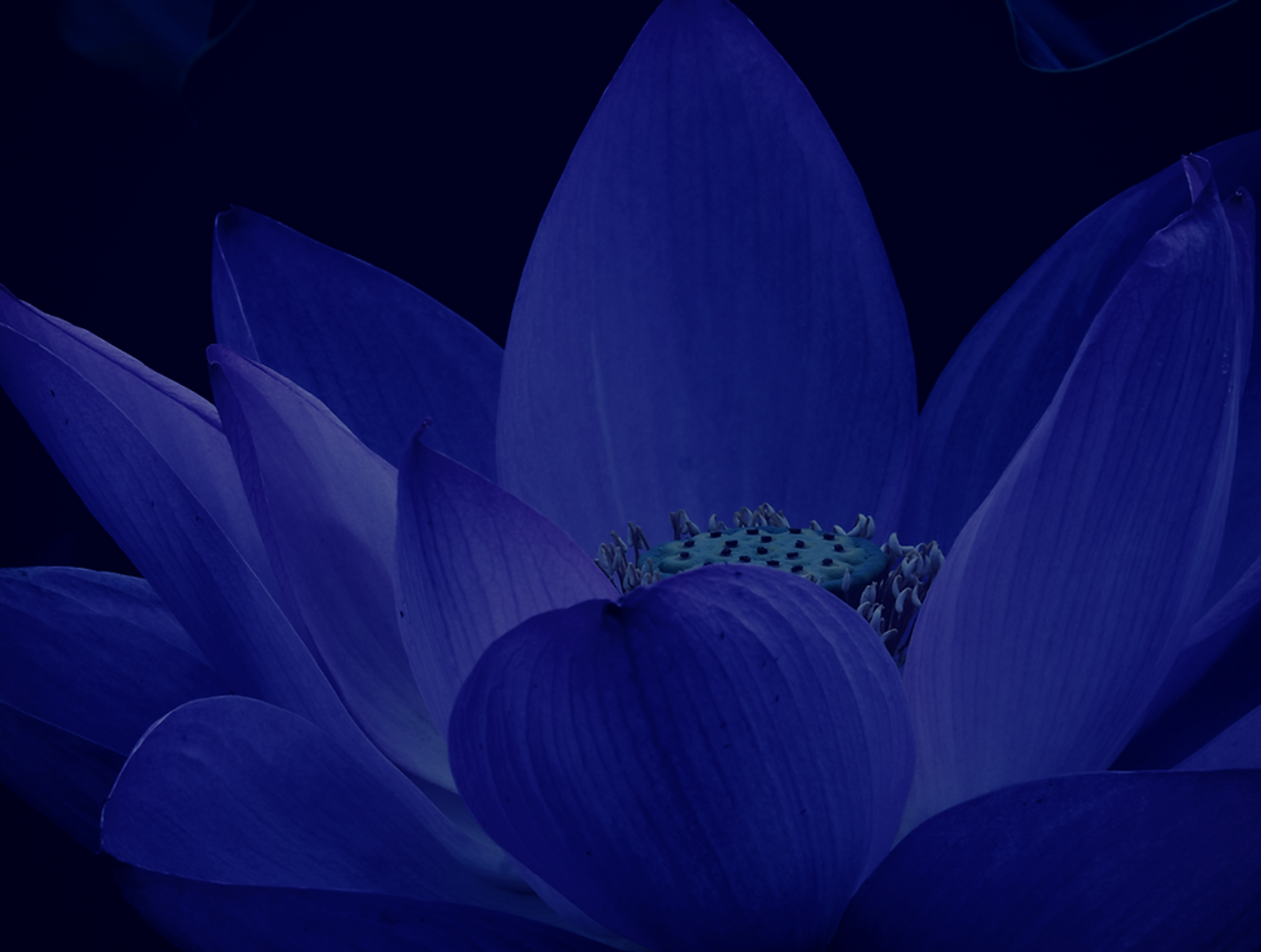 Blue Lotus Tai Chi