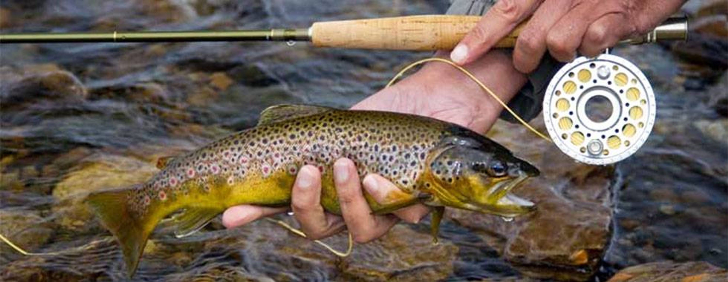 Fly Fish Islay