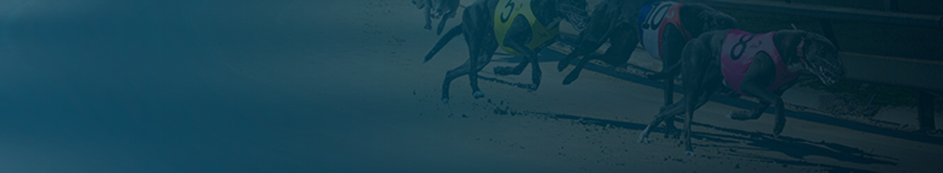 Dapto Greyhounds