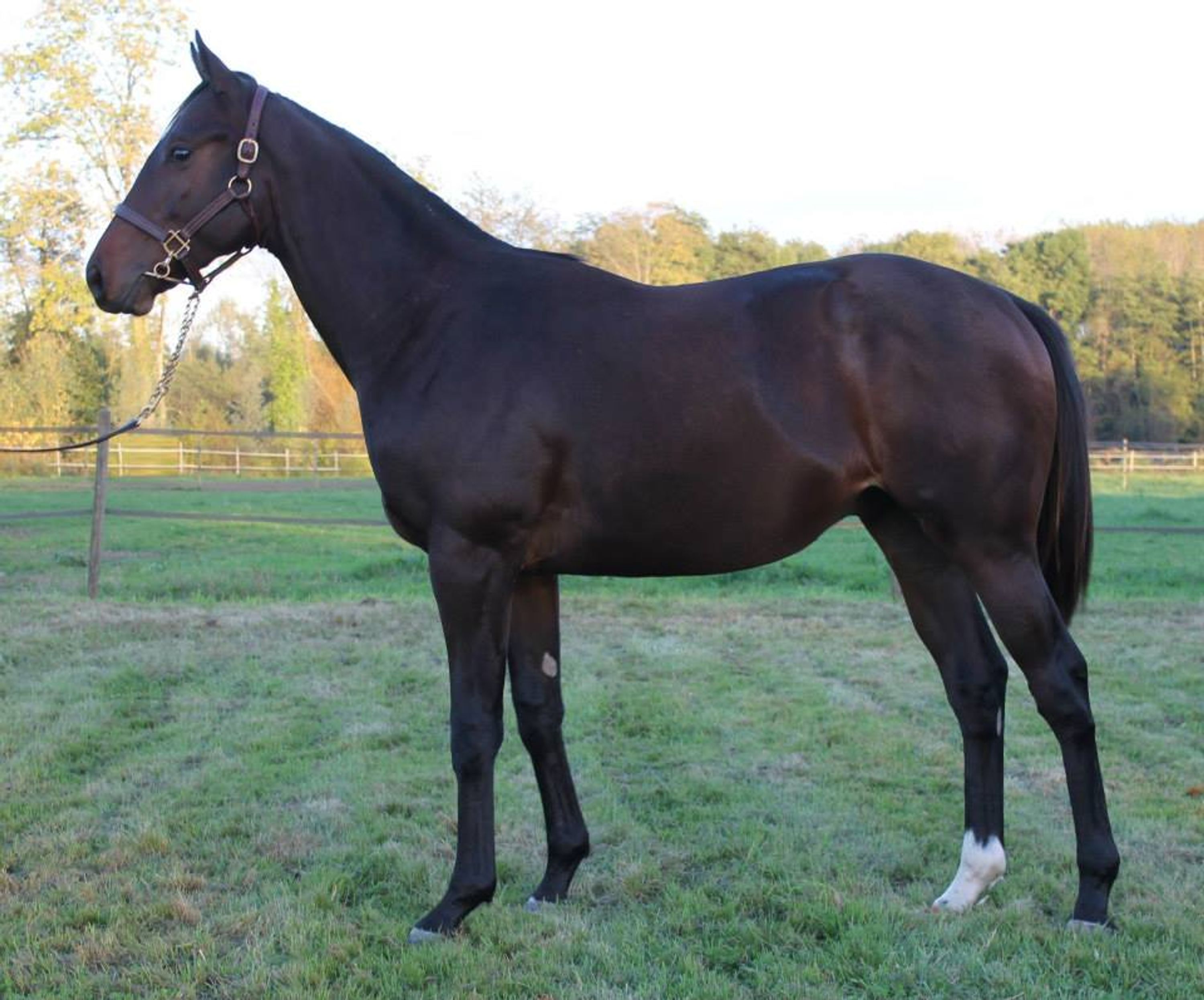 Stud D' Ayguemorte