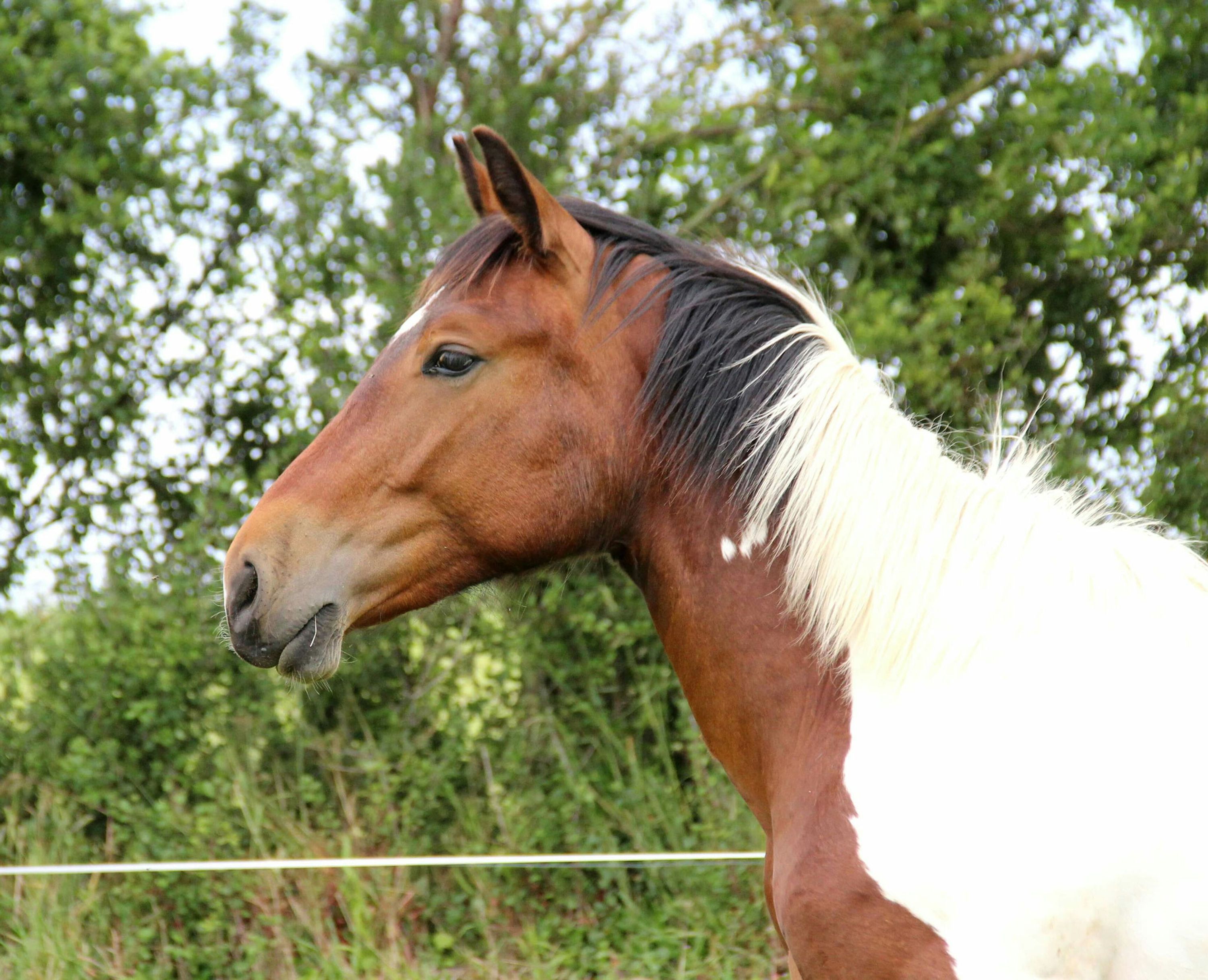 La Cavalerie de Montchaton