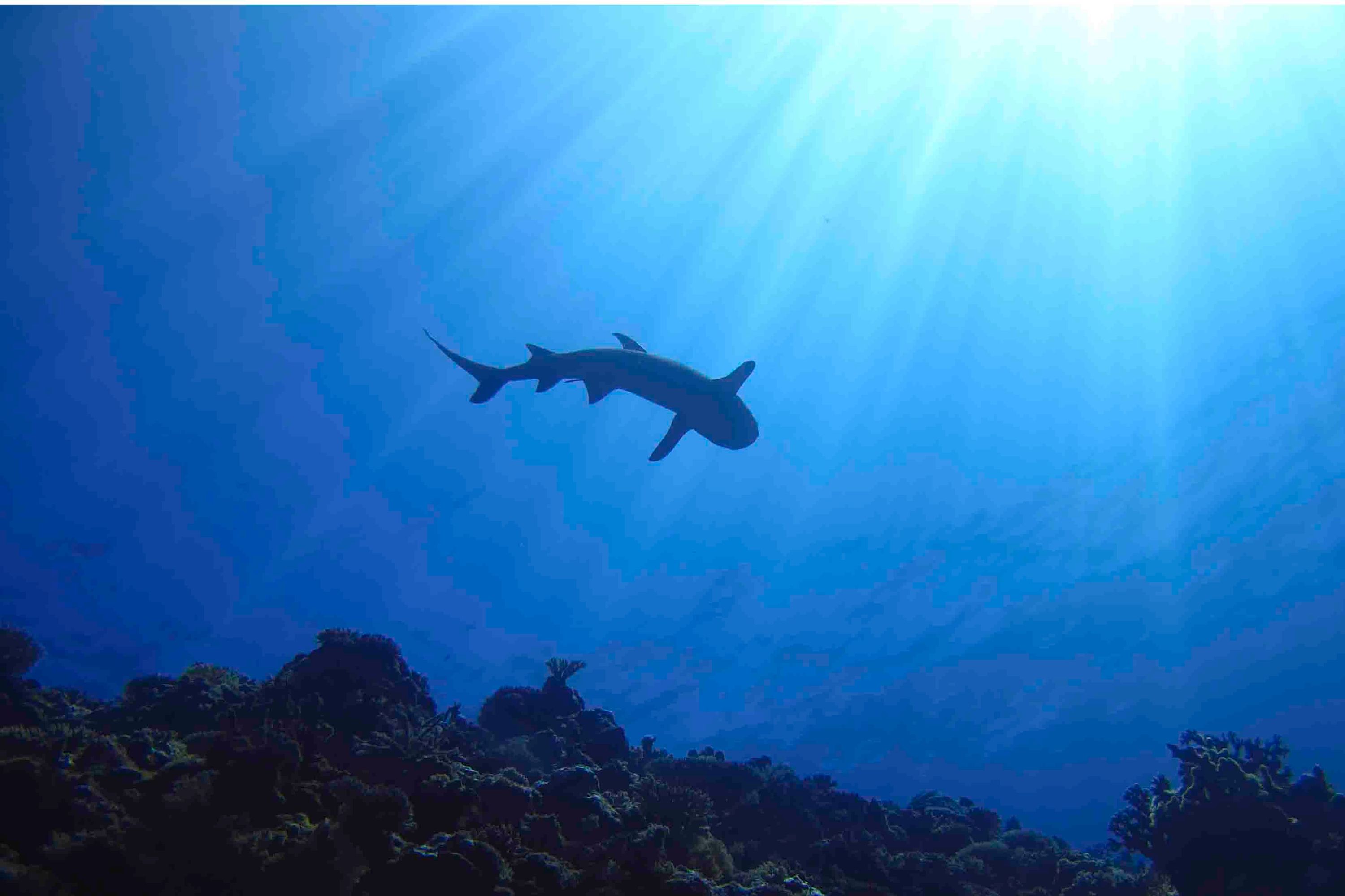 Scuba Time Ltd - PADI Open Water Course