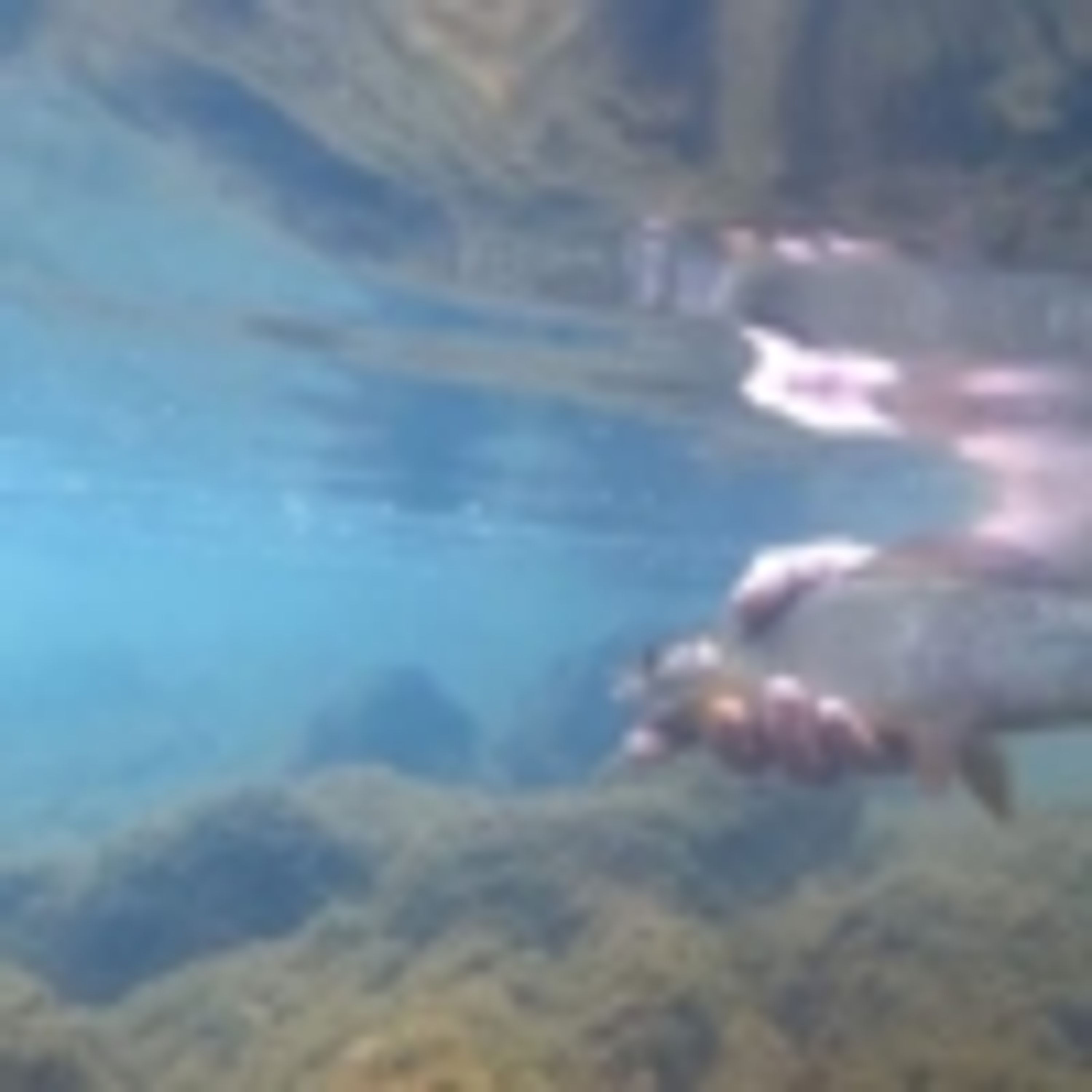 ROJA FISHING