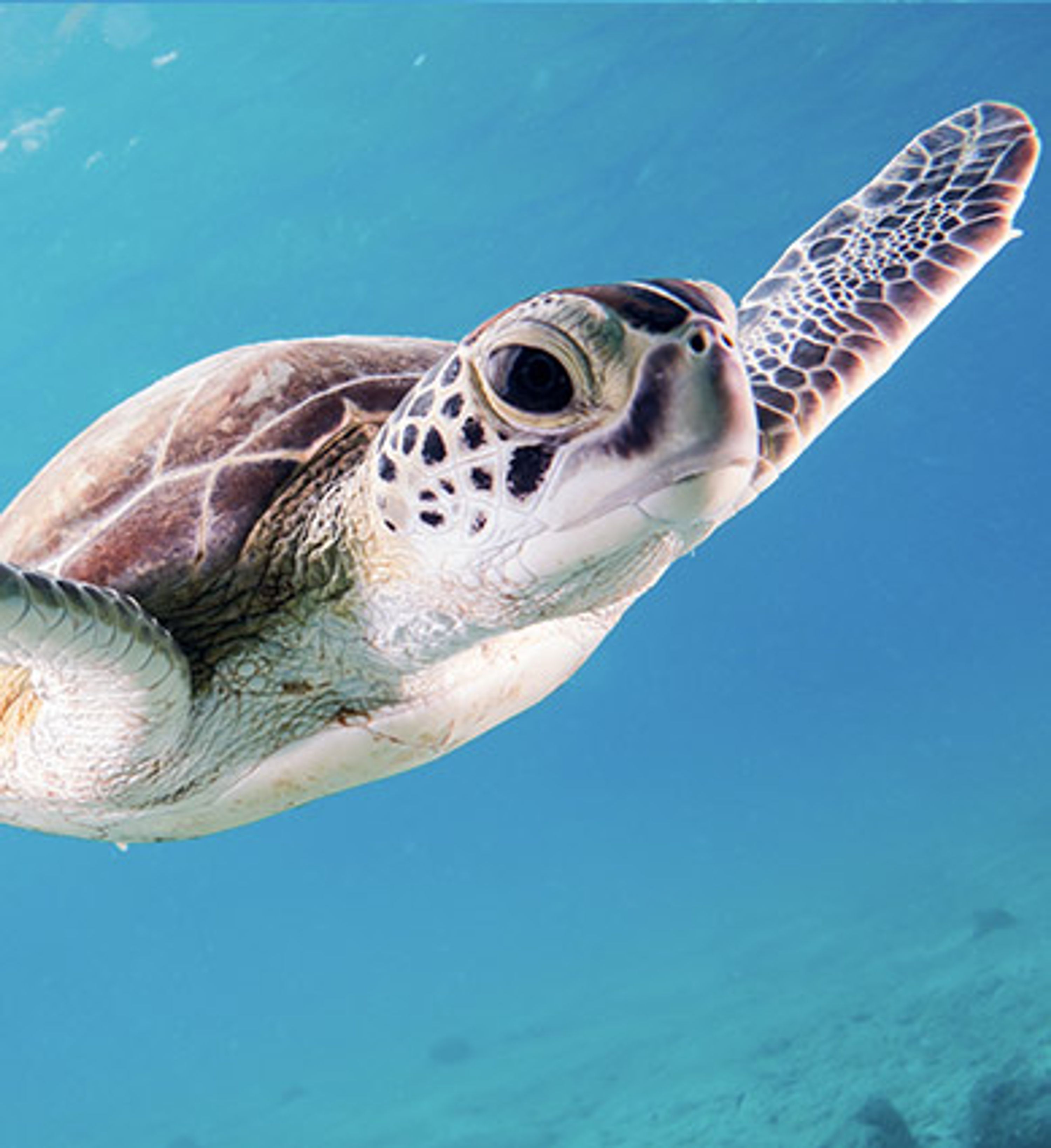 Formation Plongée Sous-Marine en Eau Libre