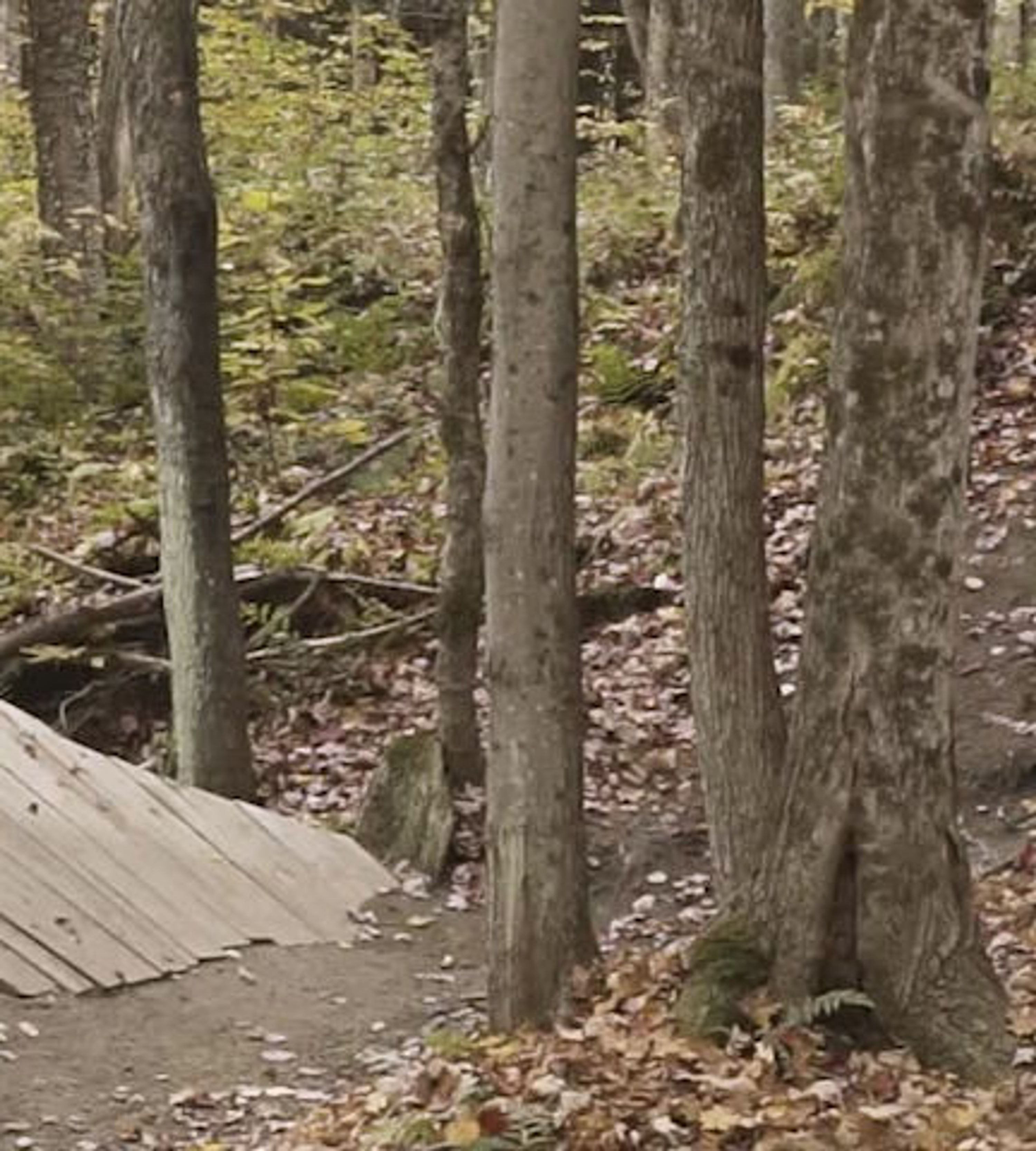 Wolf Bike Park