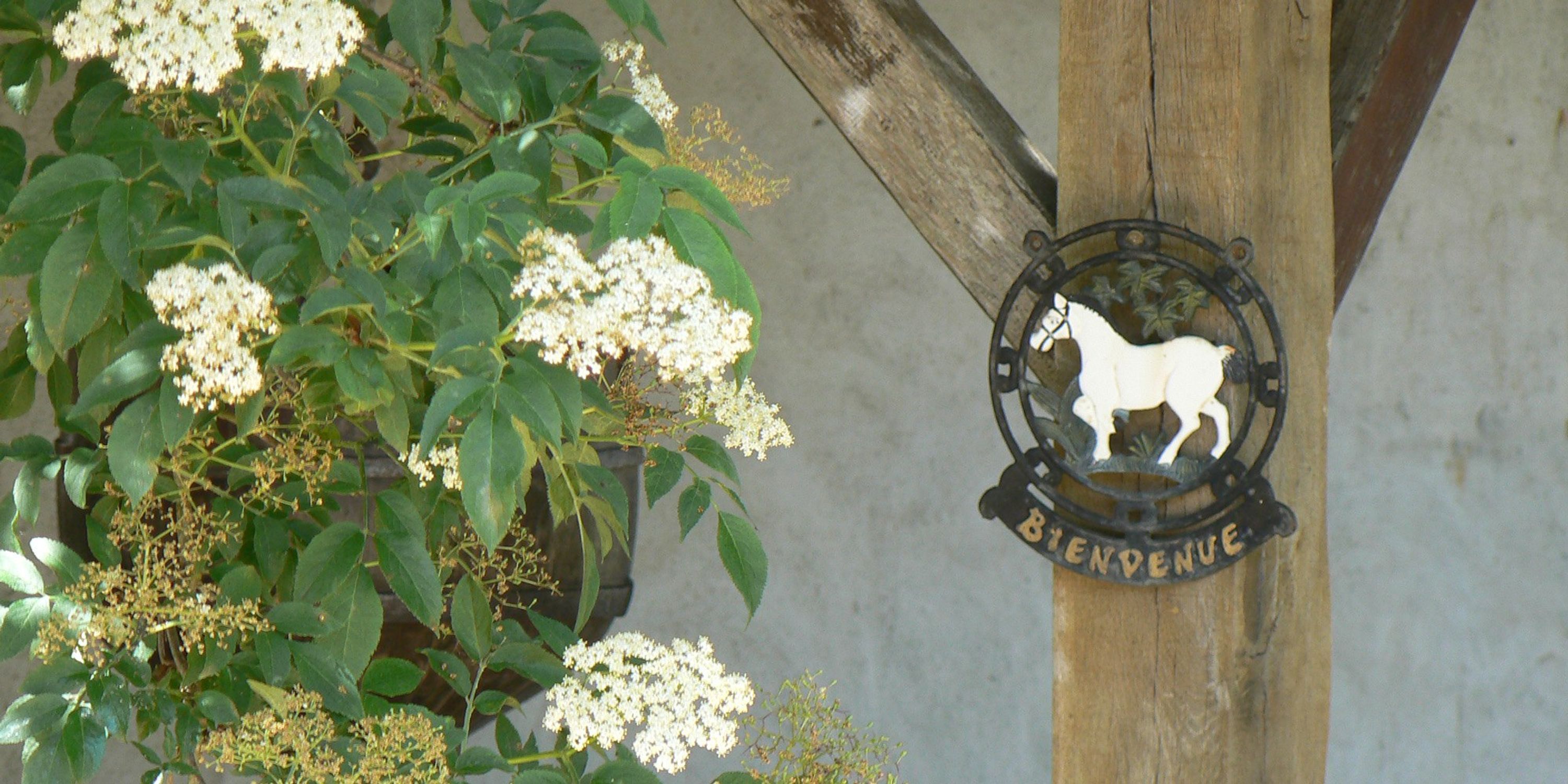 LA VALLEE DES CERFS