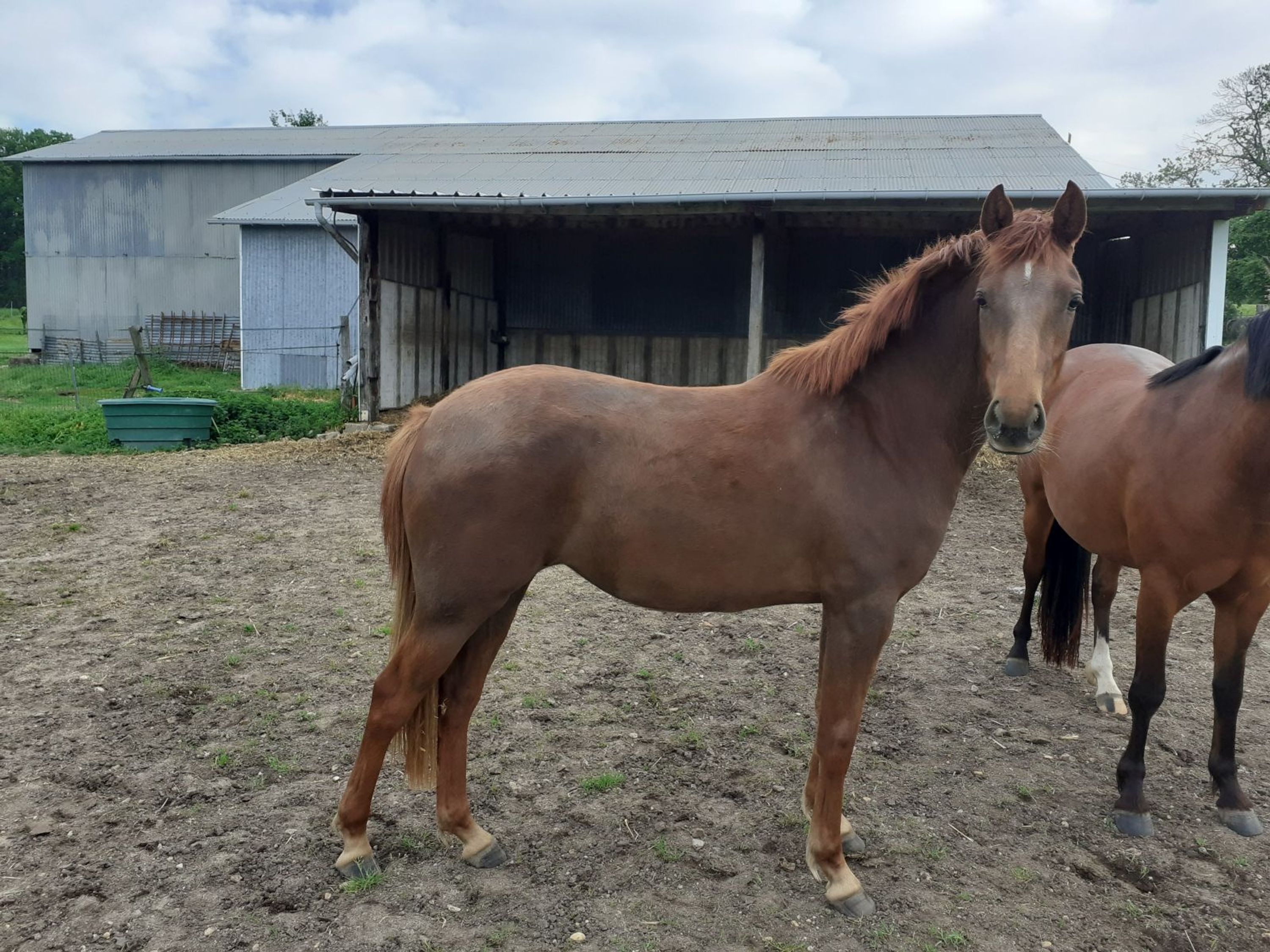Stud Du Gabereau