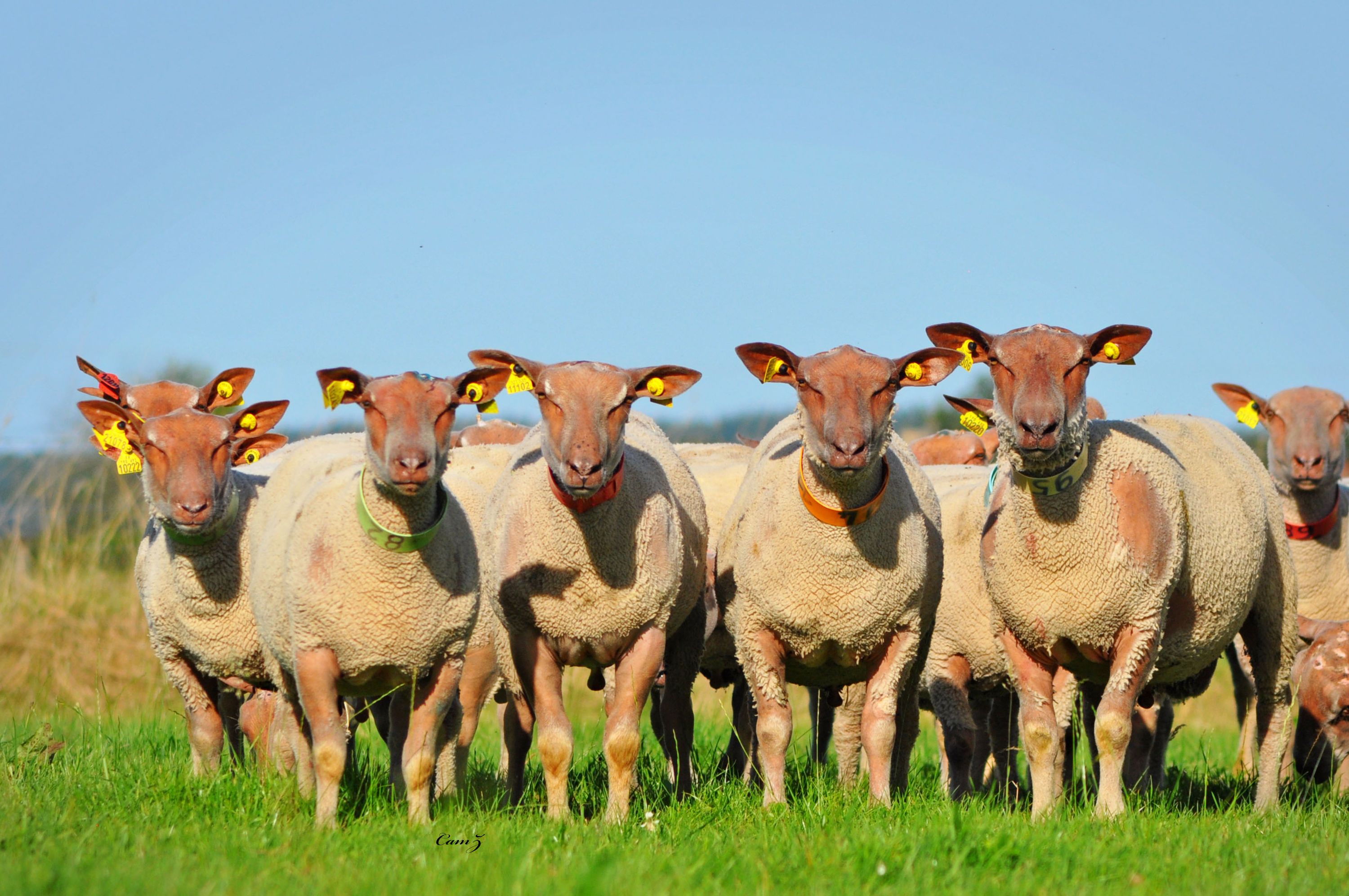 Os Mouton Charollais