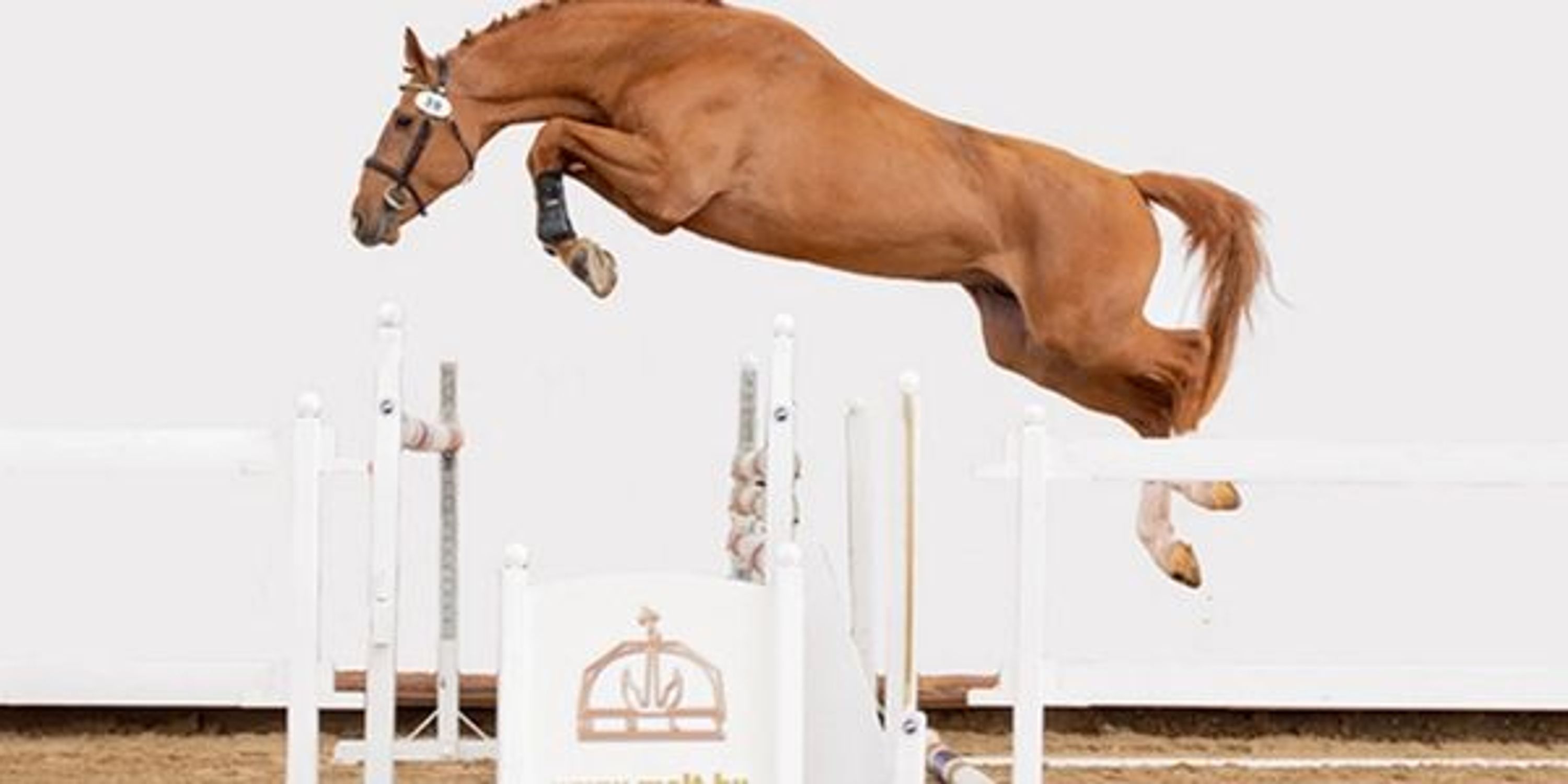 Wilde Style Equestrian Tuition Program