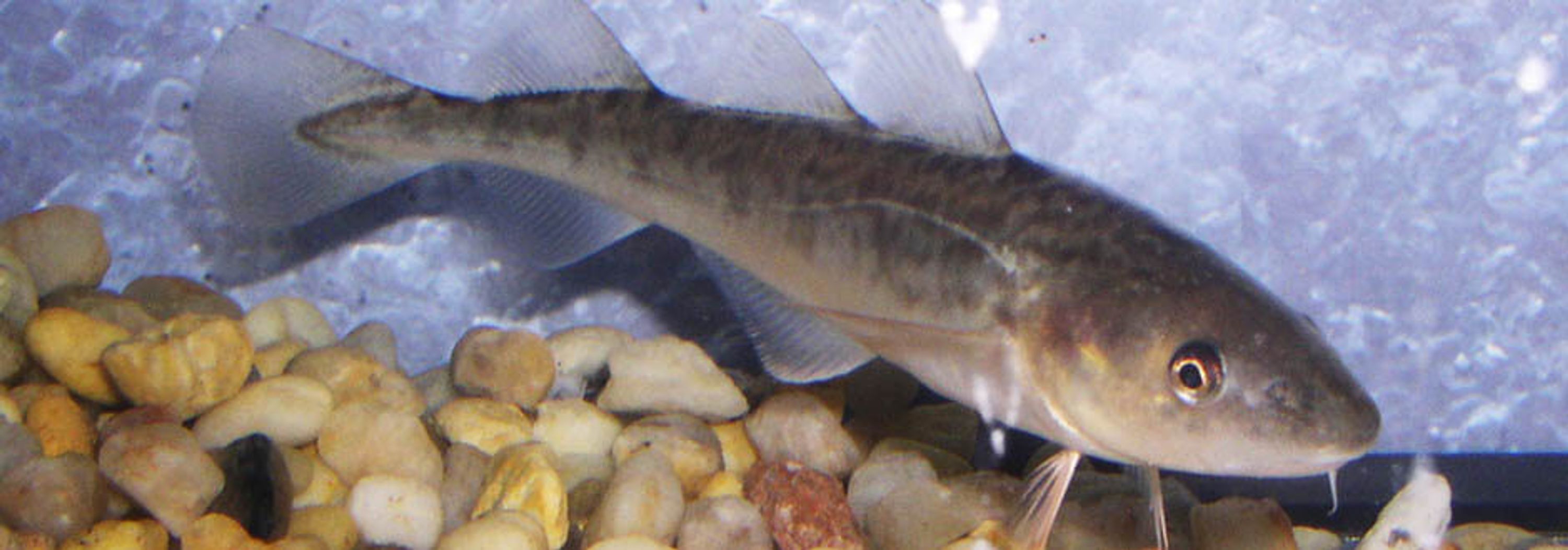 Les petits poissons des Chenaux - Association des pourvoyeurs de la rivire Ste-Anne inc.