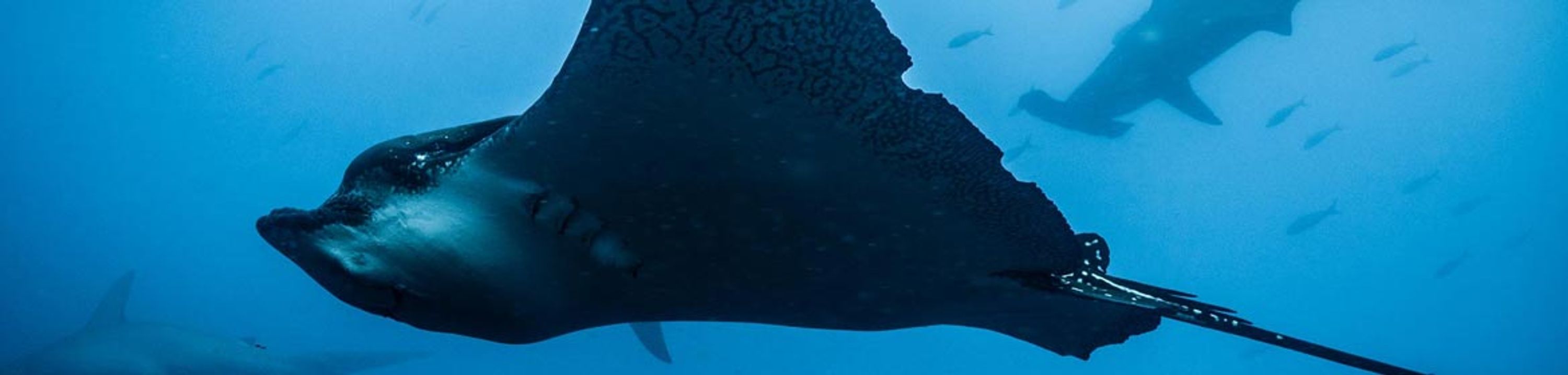 Dive Centre Ltd