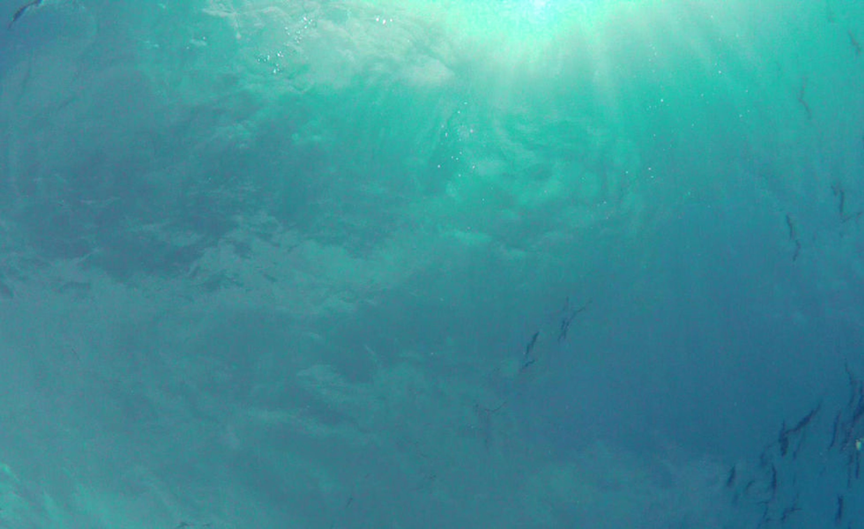 Roko Island Fishing Charters