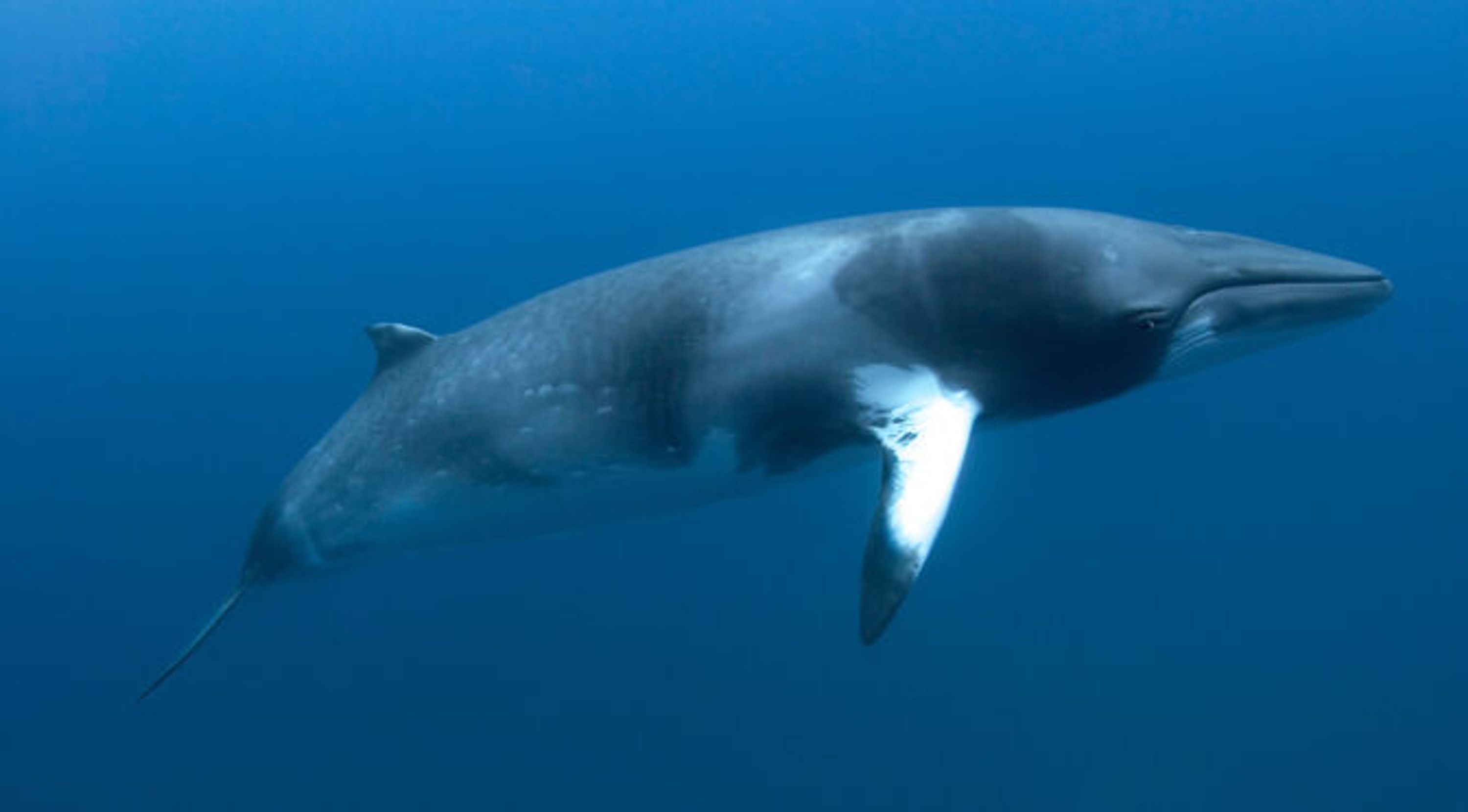 Swim with Minke Whales on the Great Barrier Reef
