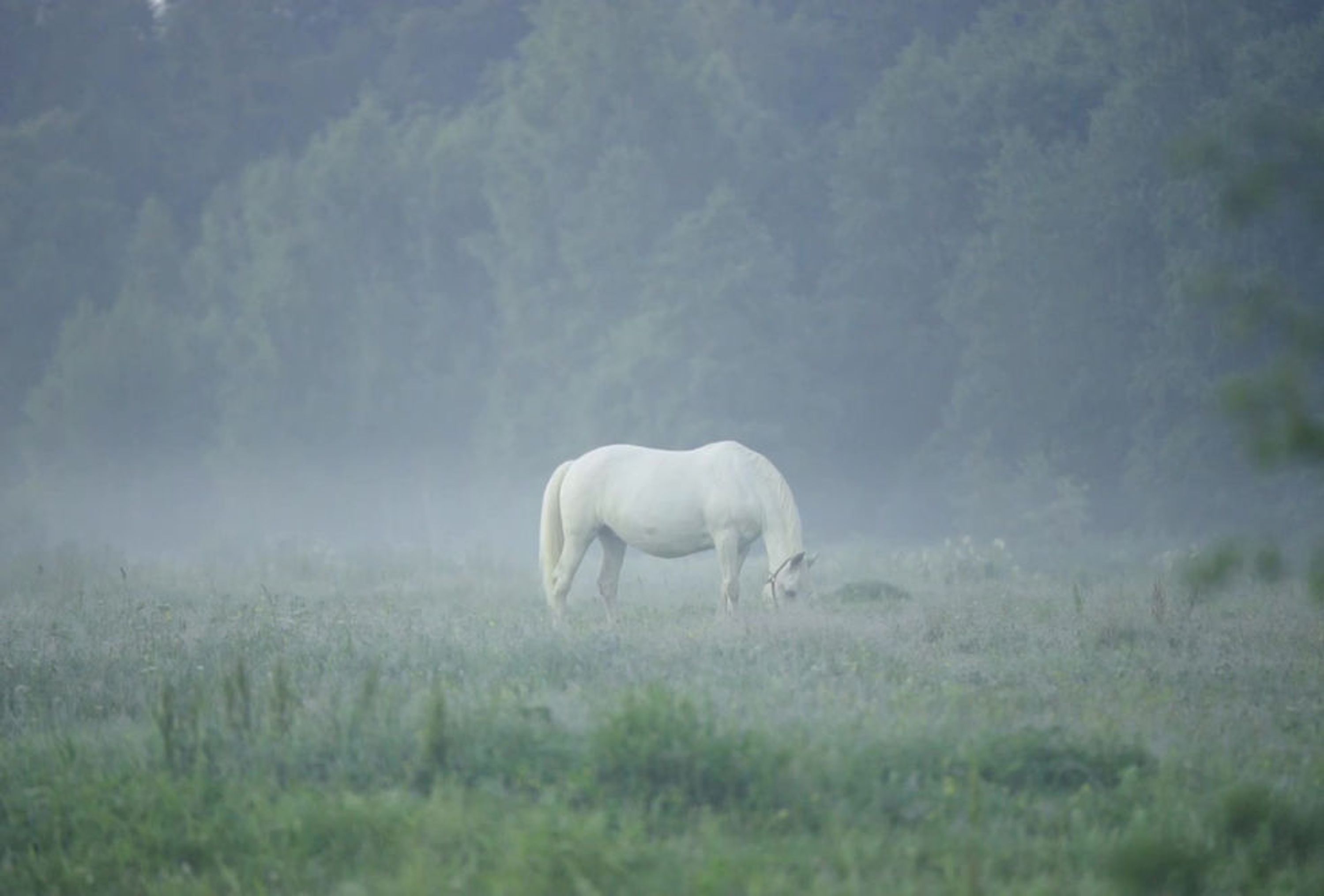 Centre Equestre Tournebride