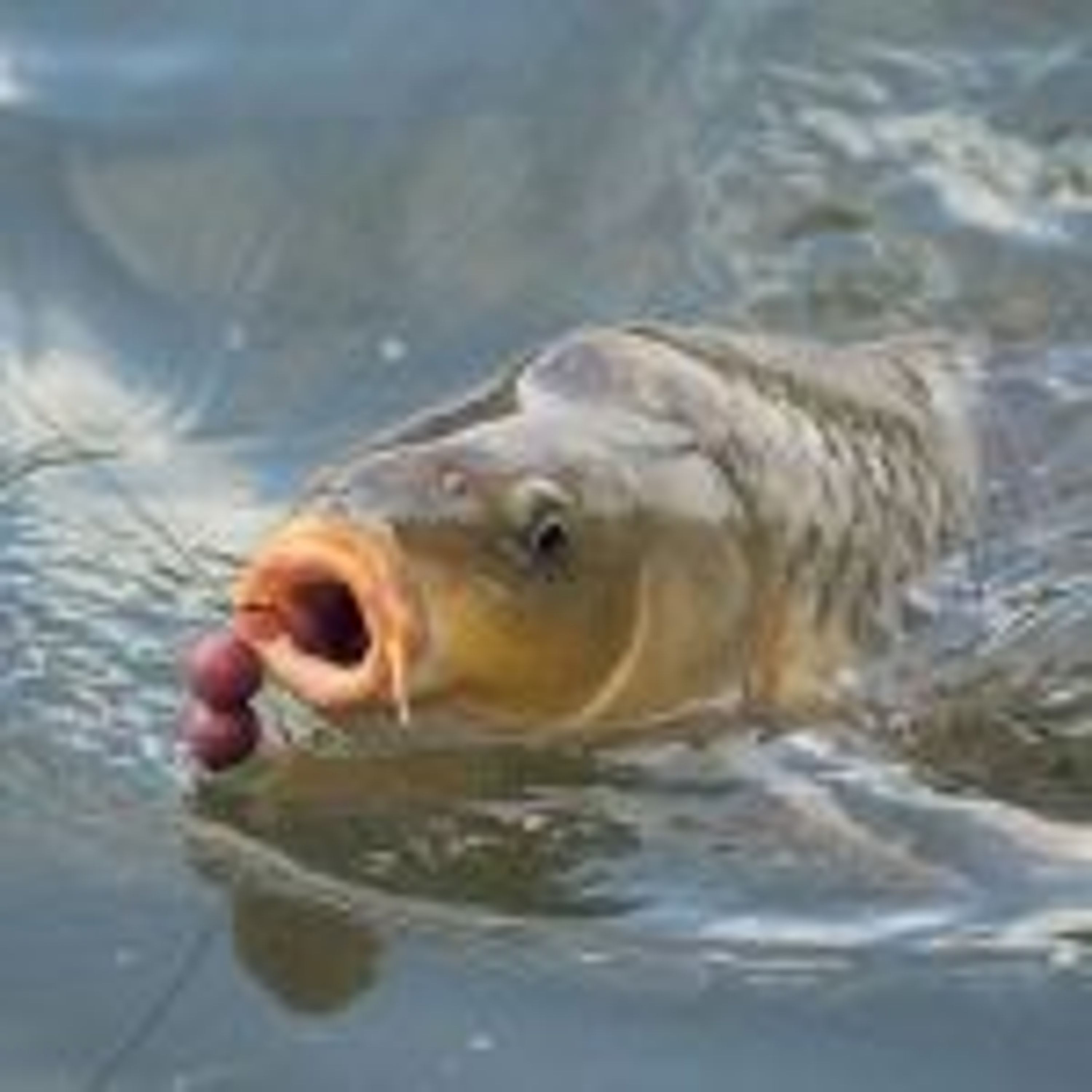 Smart Carping