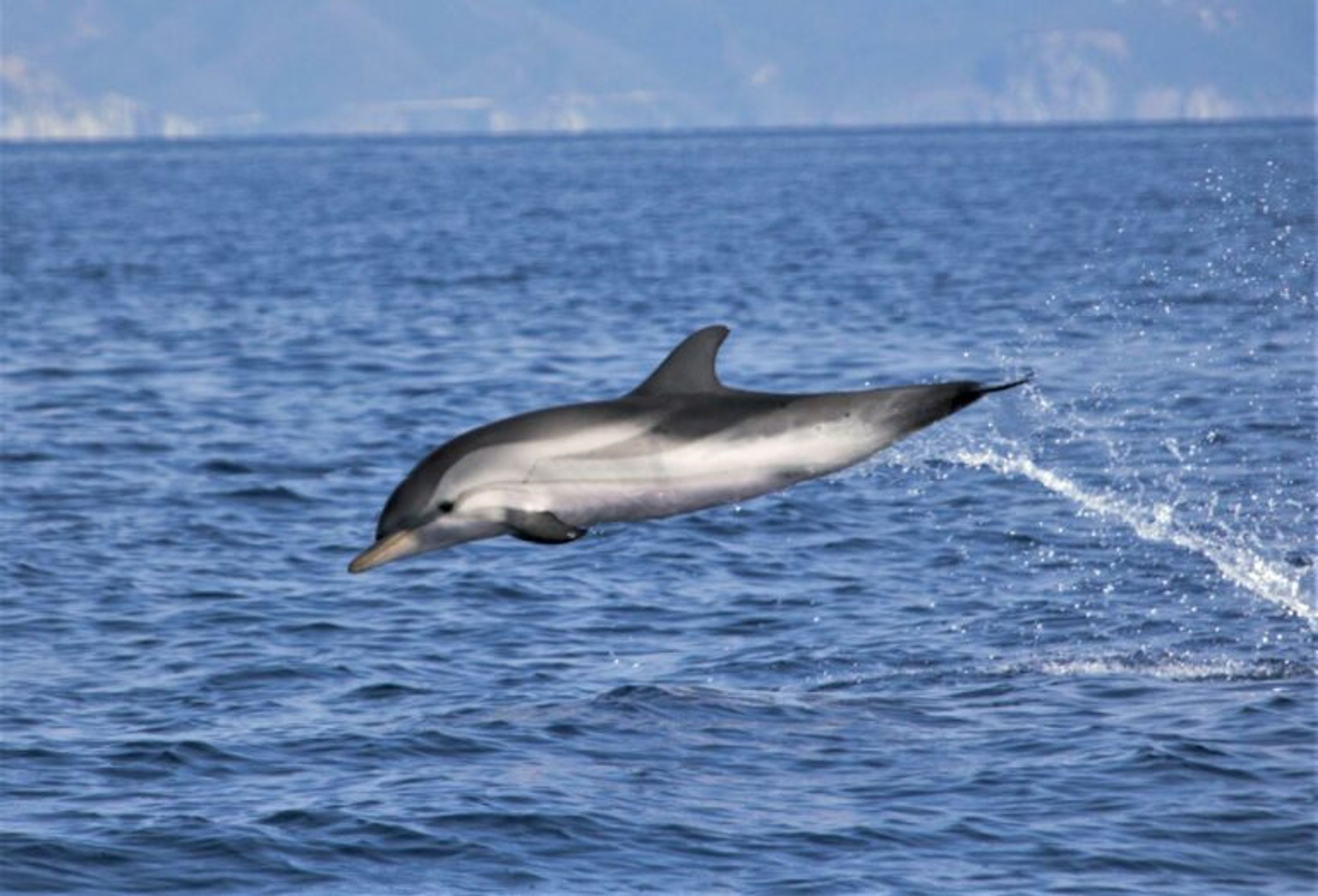 San Paulu - Bateau de Promenades en Mer - Sortie Dauphins - Pêche - Au Cap Corse