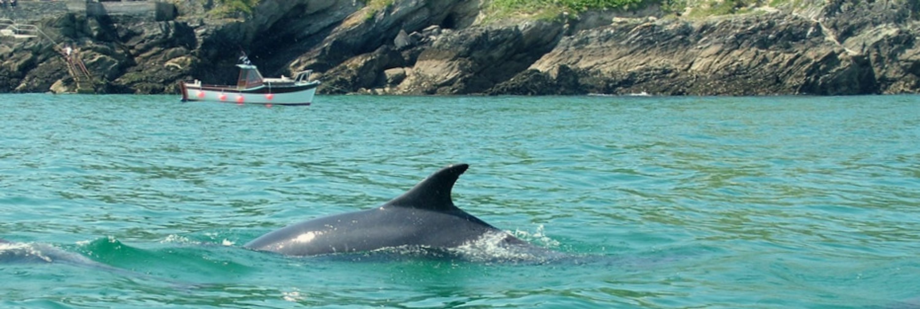 Newquay Sea Safaris & Fishing