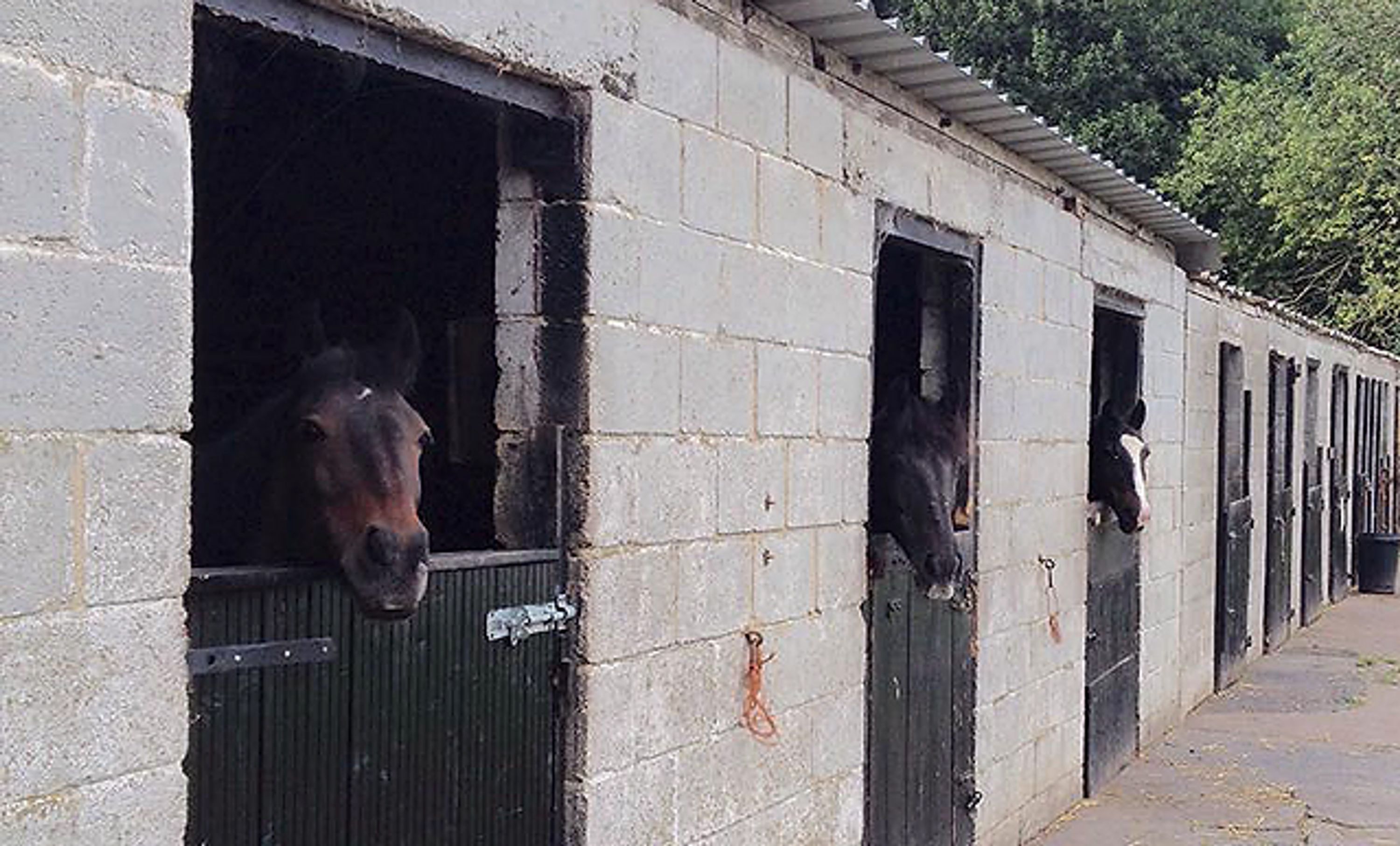 Shay Lane Stables Riding School