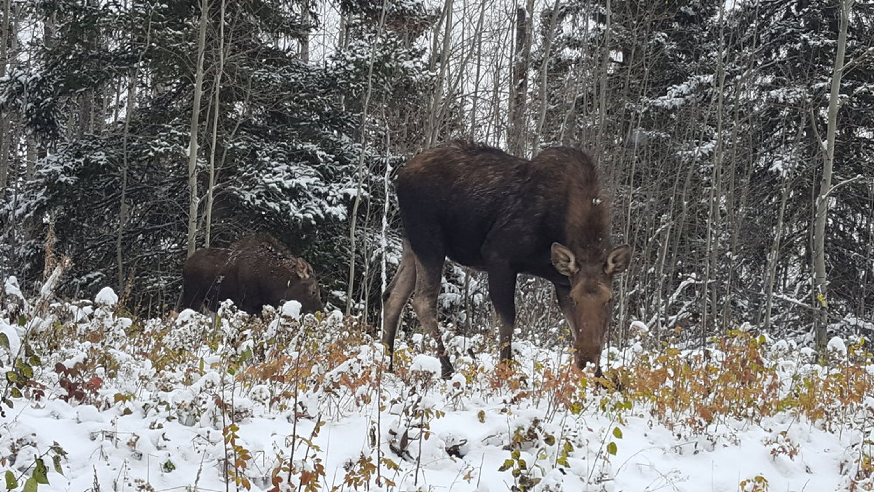 Primal Adventures Outfitting