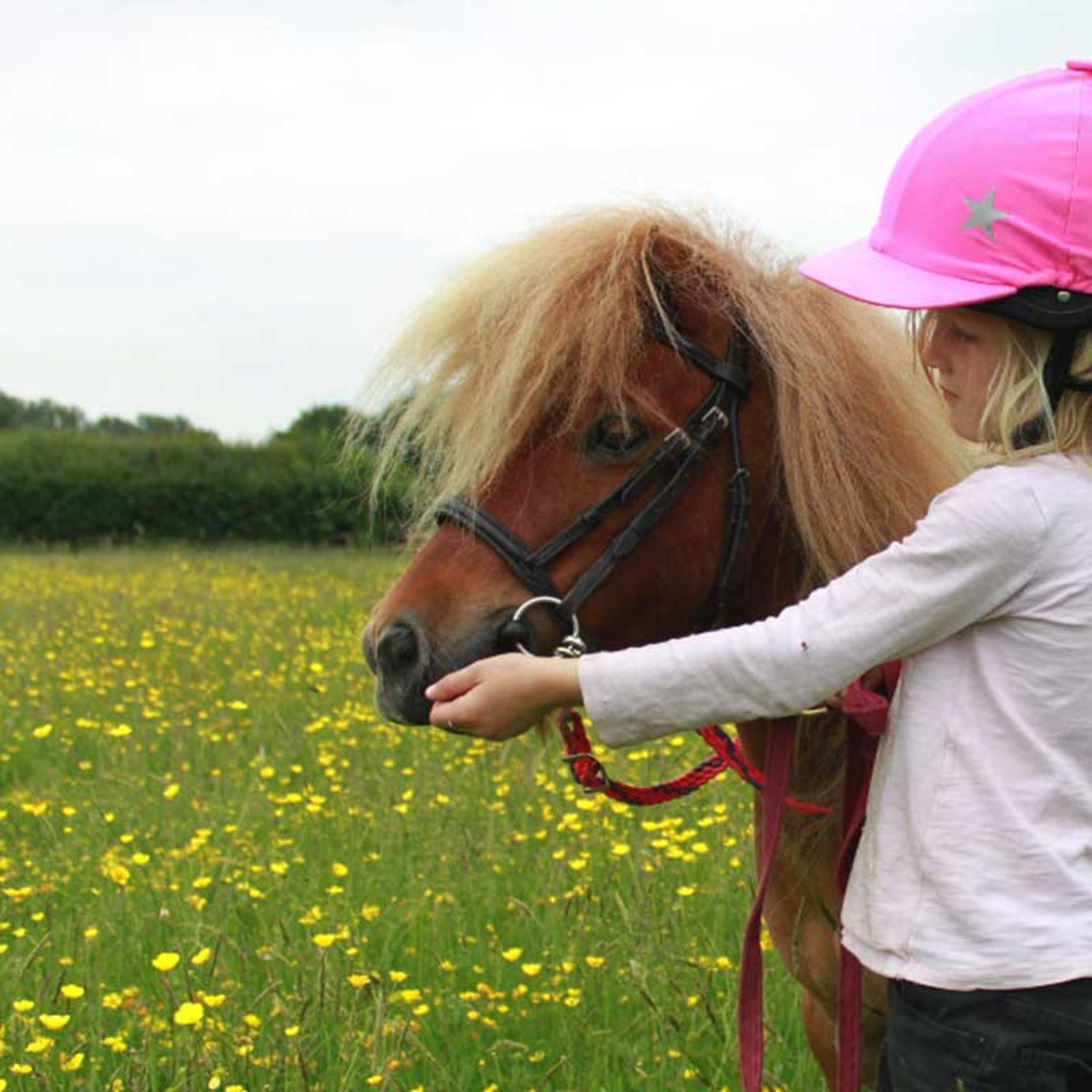 Pony Adventures