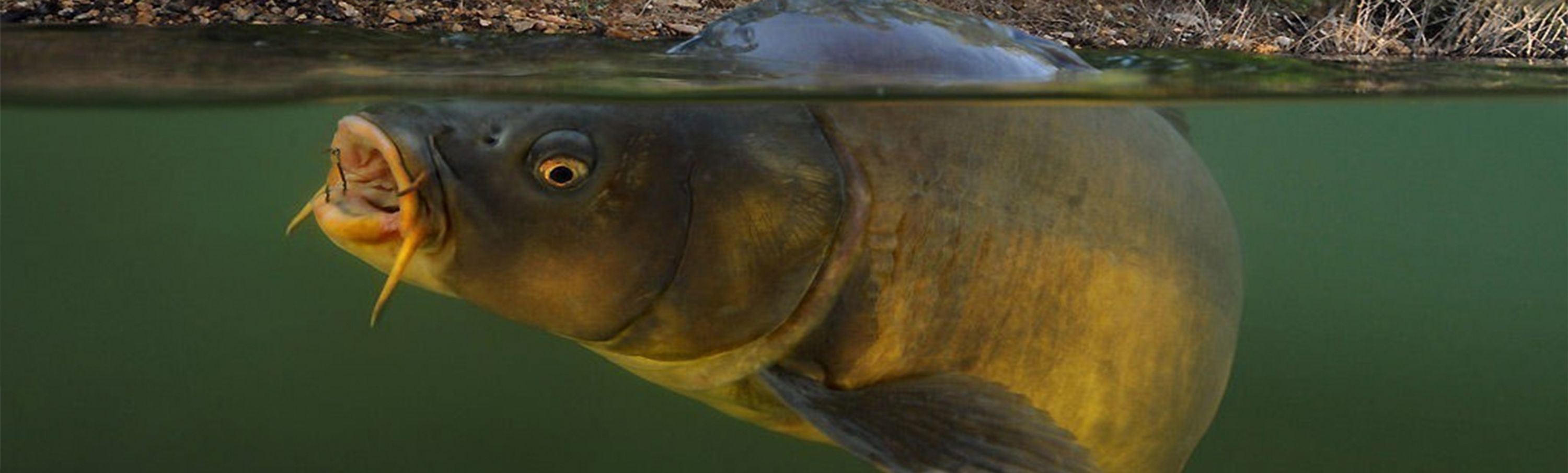 Carp Paradise