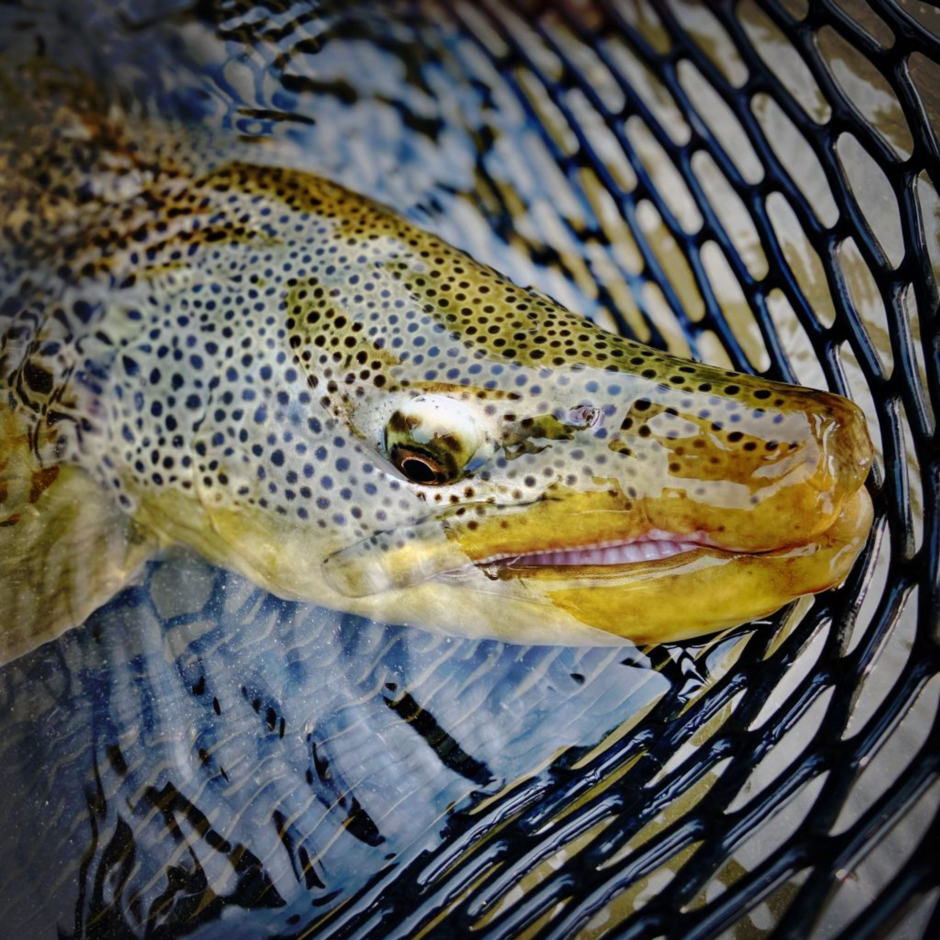 Dave Brown Outfitters- Bow River Fly-Fishing Guides