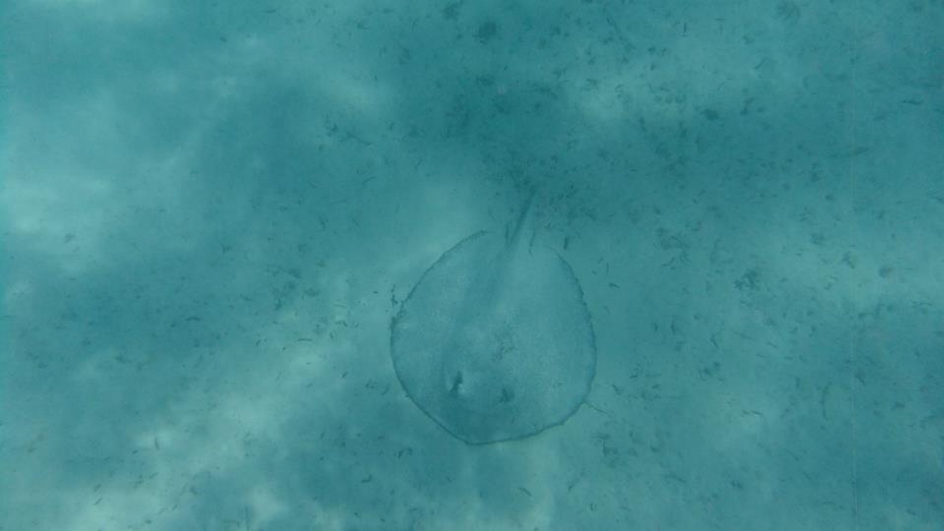 Penrith Divers