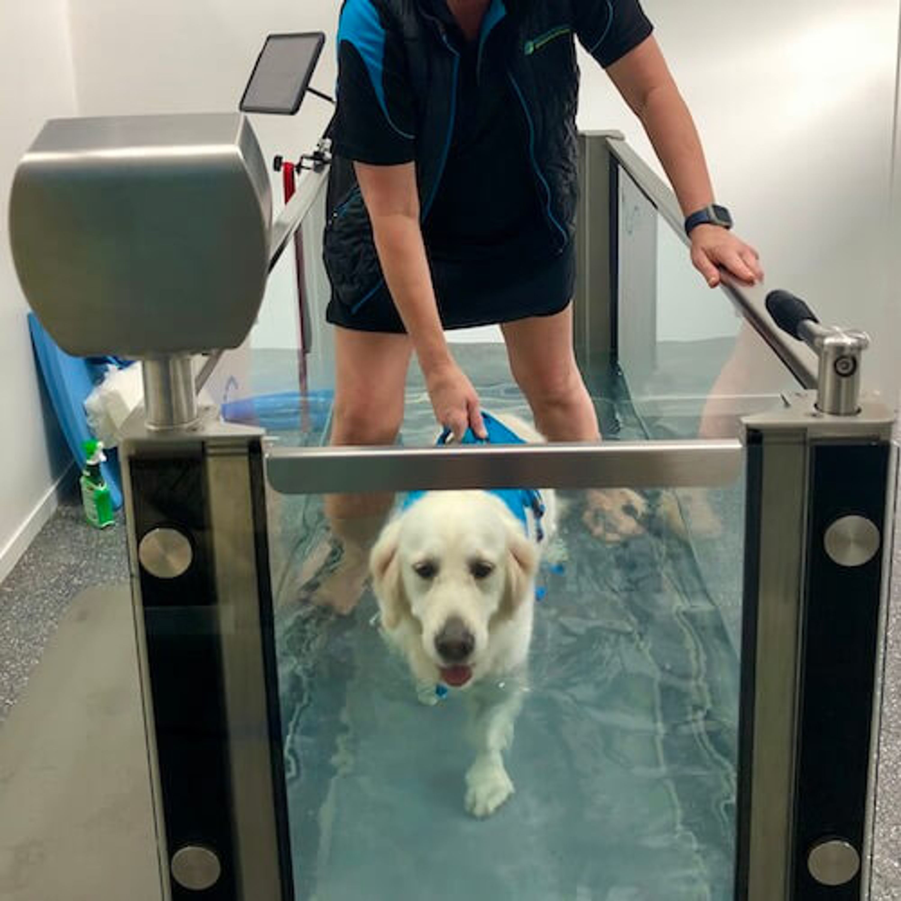 Hydrotherapy & Physiotherapy for Dogs on the Sunshine Coast