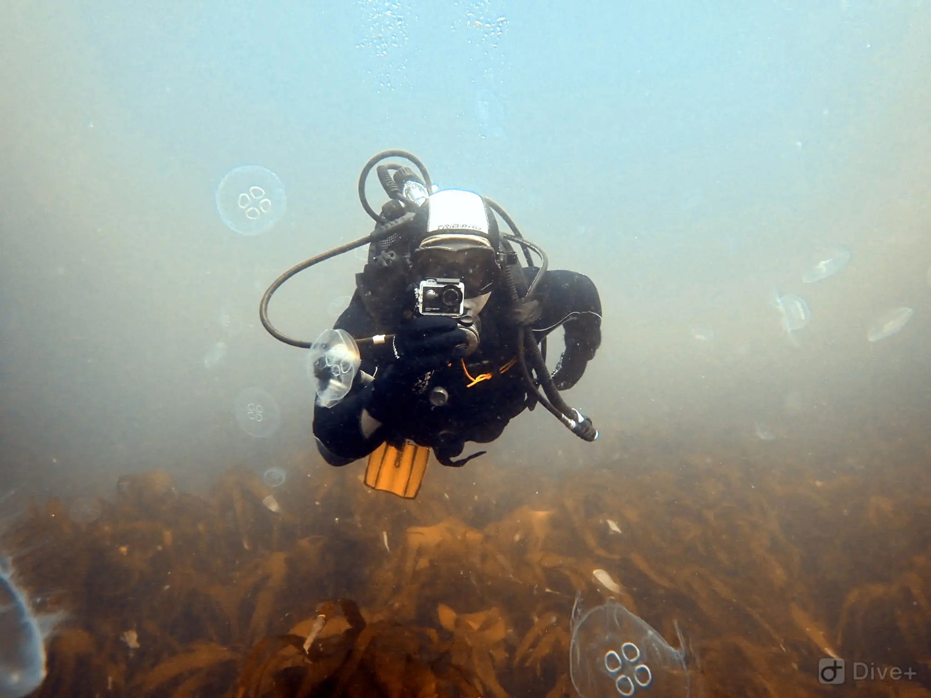 PADI Divemaster Course