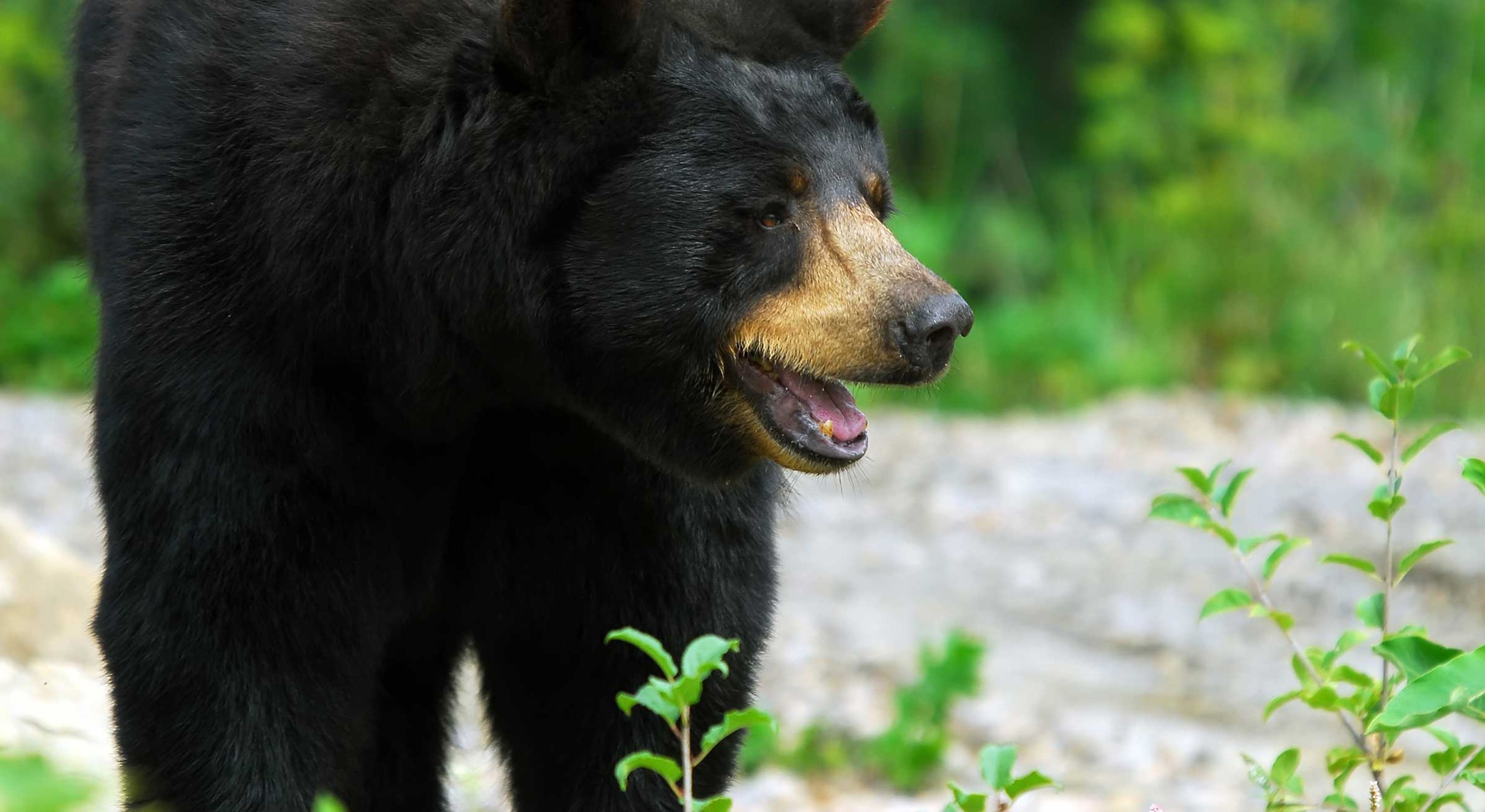 Dead Bear Walking Outfitters Inc.