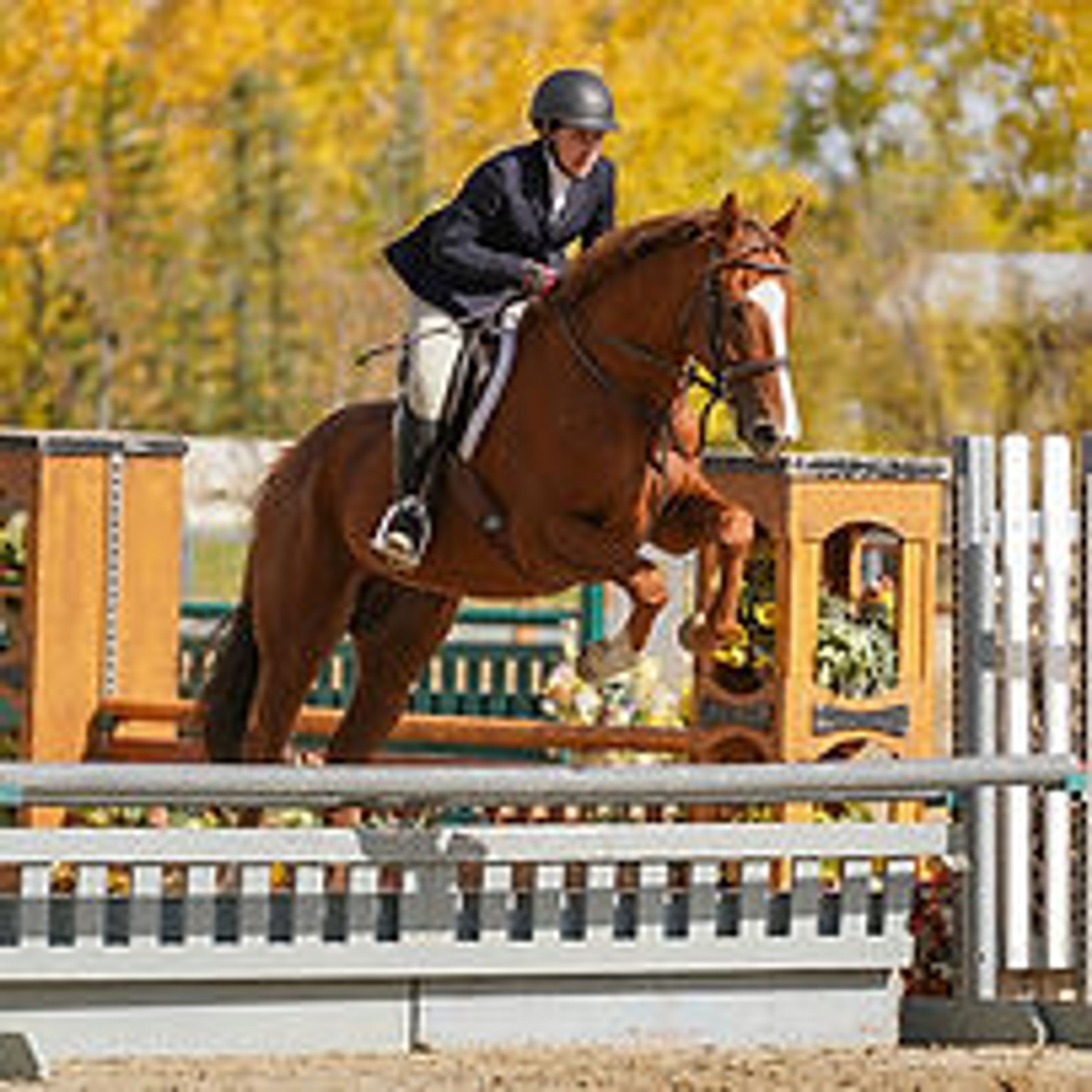 SugarTide Equestrian