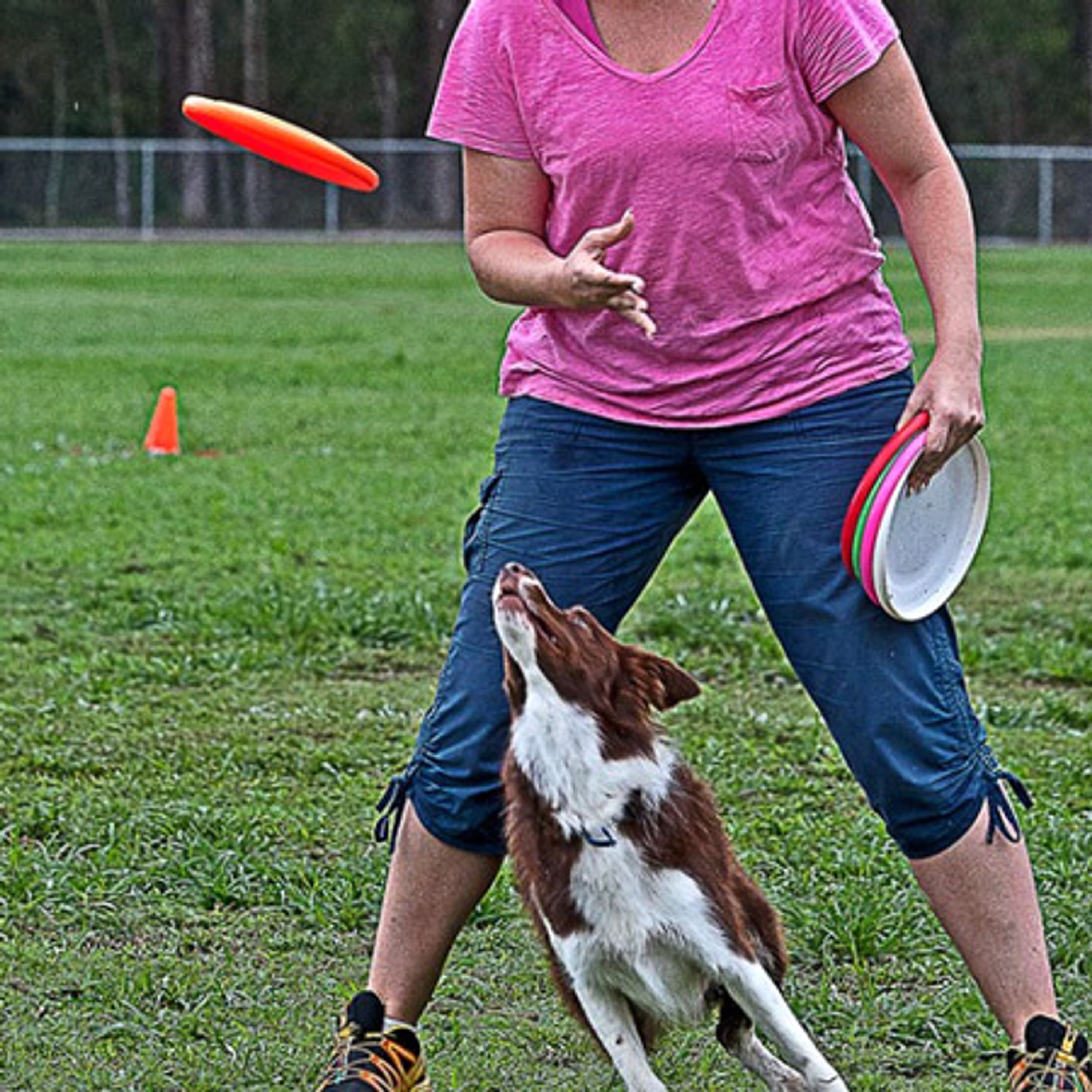 Canine Disc Introduction Class
