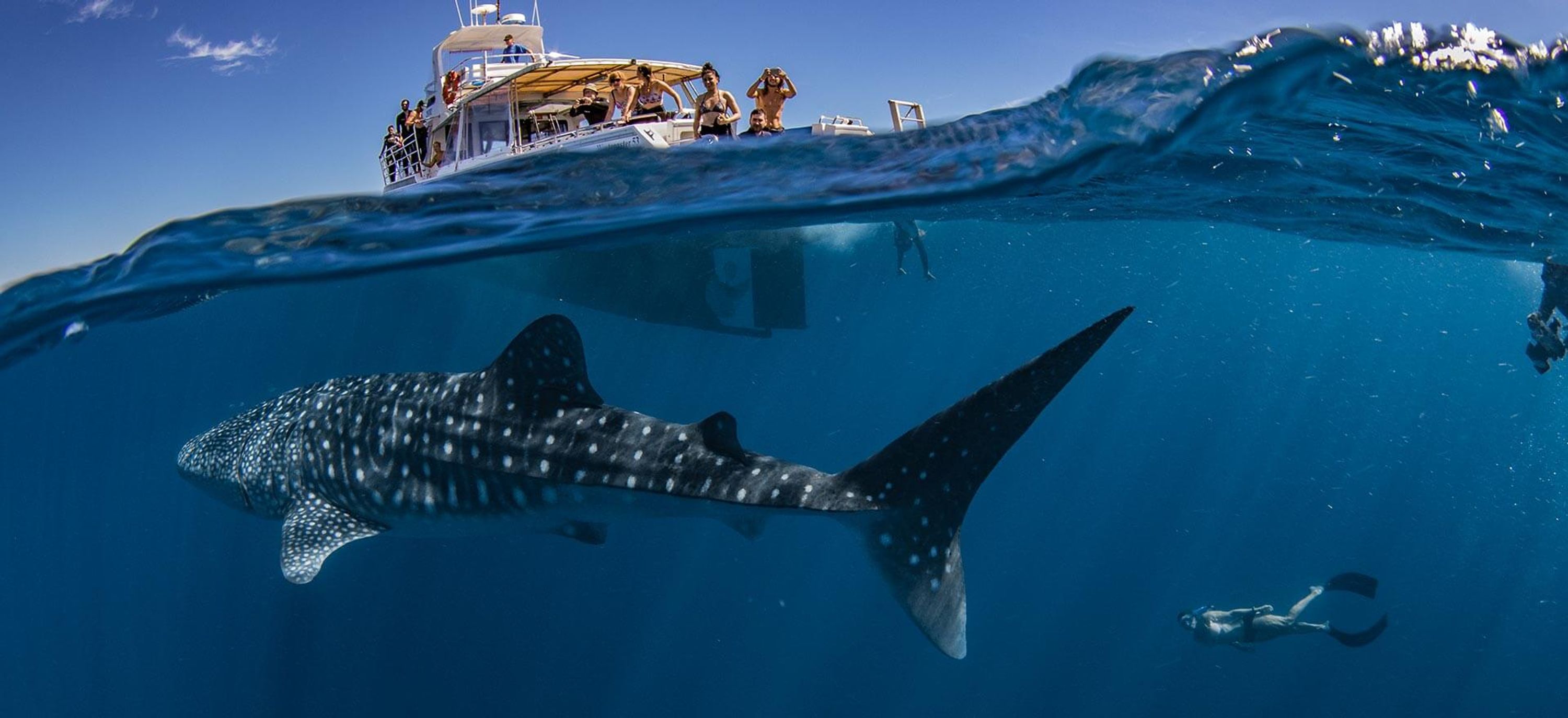 Swim with the Whale Sharks