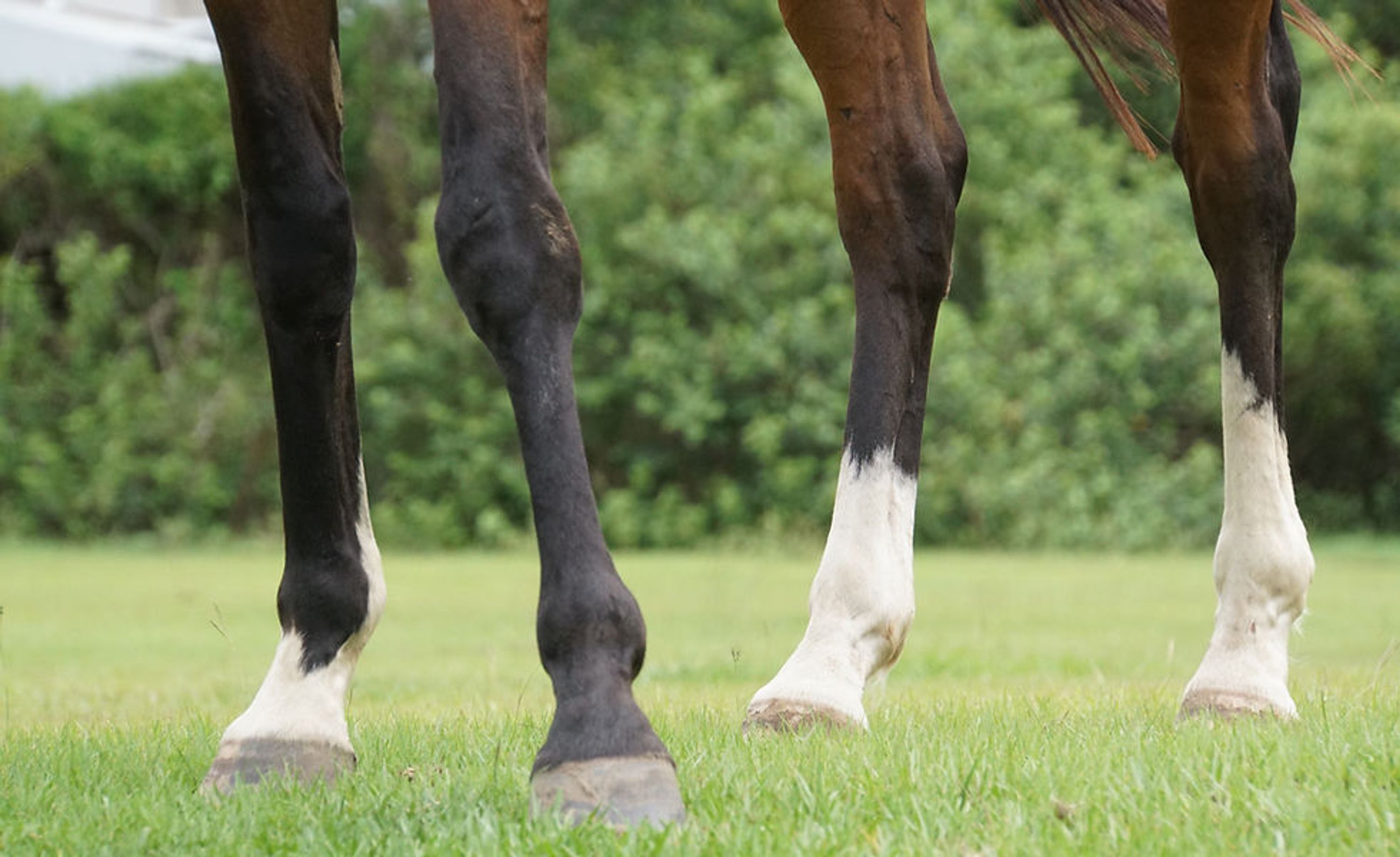EquusTerra Therapeutic Horse Riding