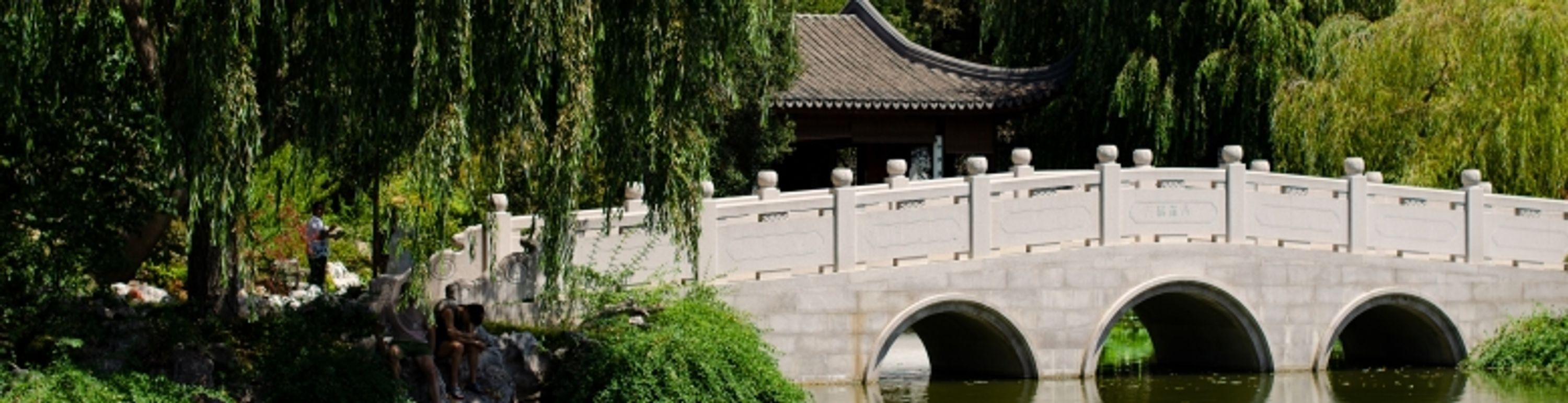 Willow Tai Chi