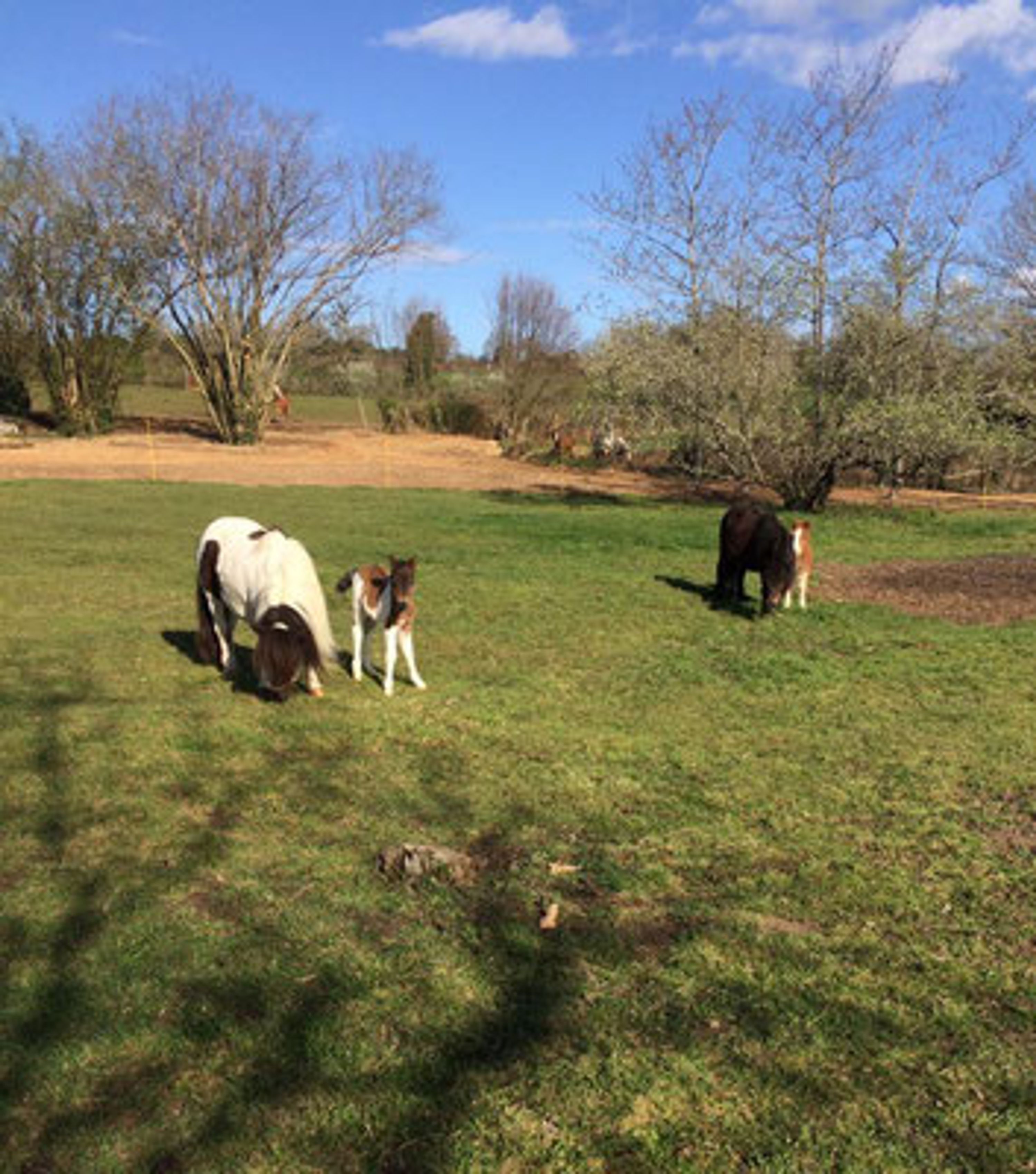 EARL DOMAINE EQUESTRE DU THEIL