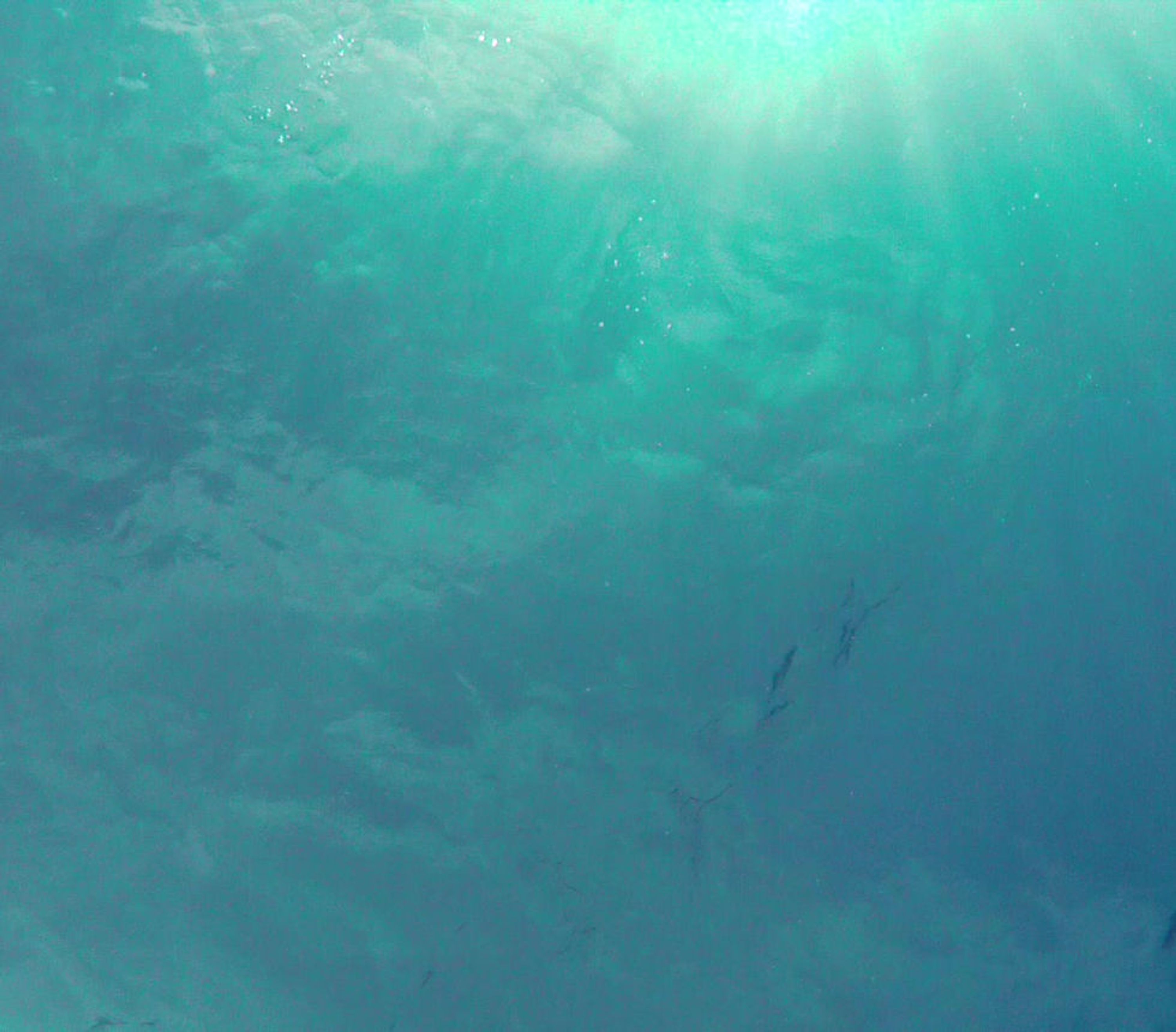 Pelagic Scuba and Photography