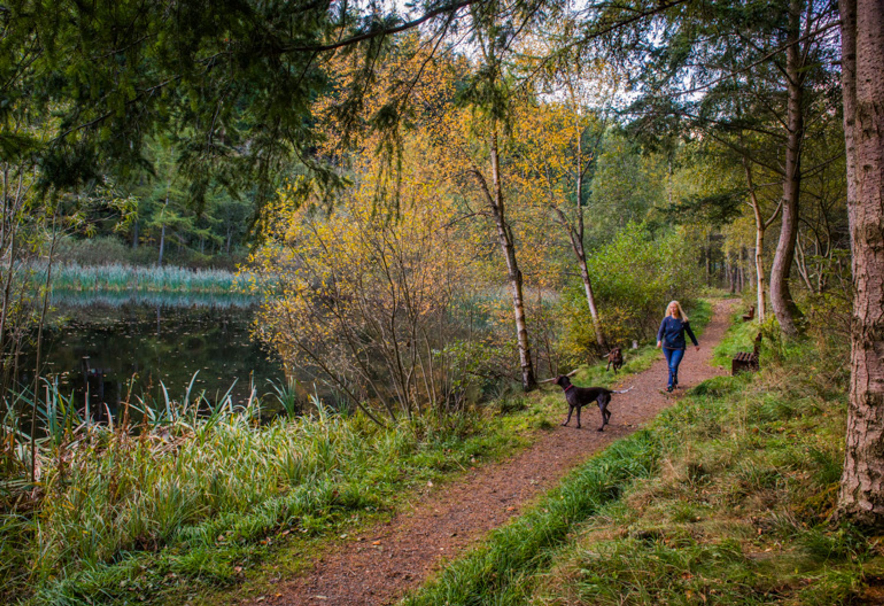 Glentress