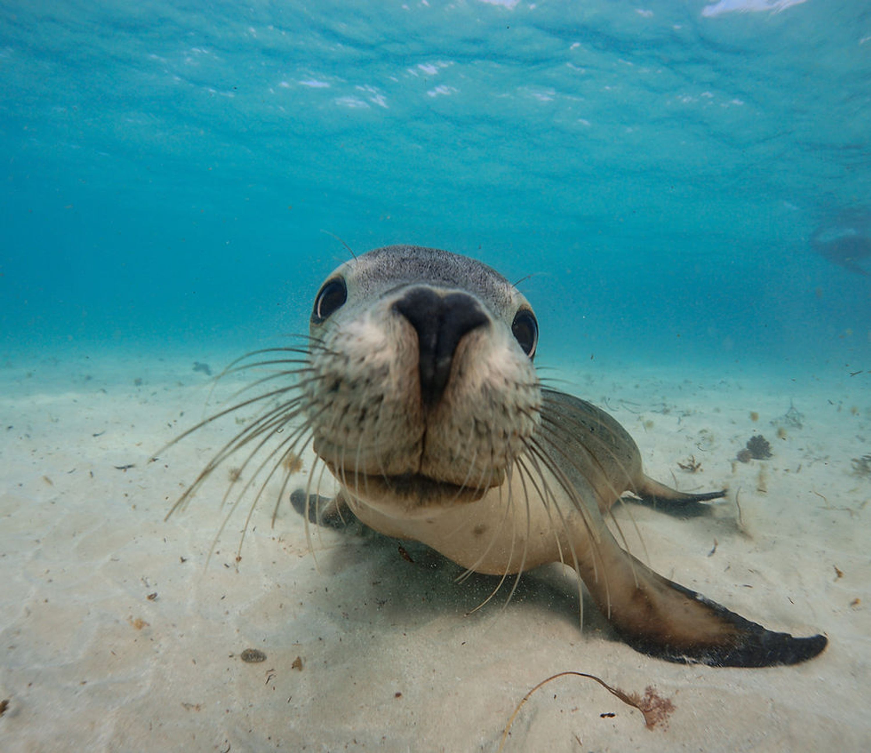 Turquoise Safaris - Sea Lion Tours