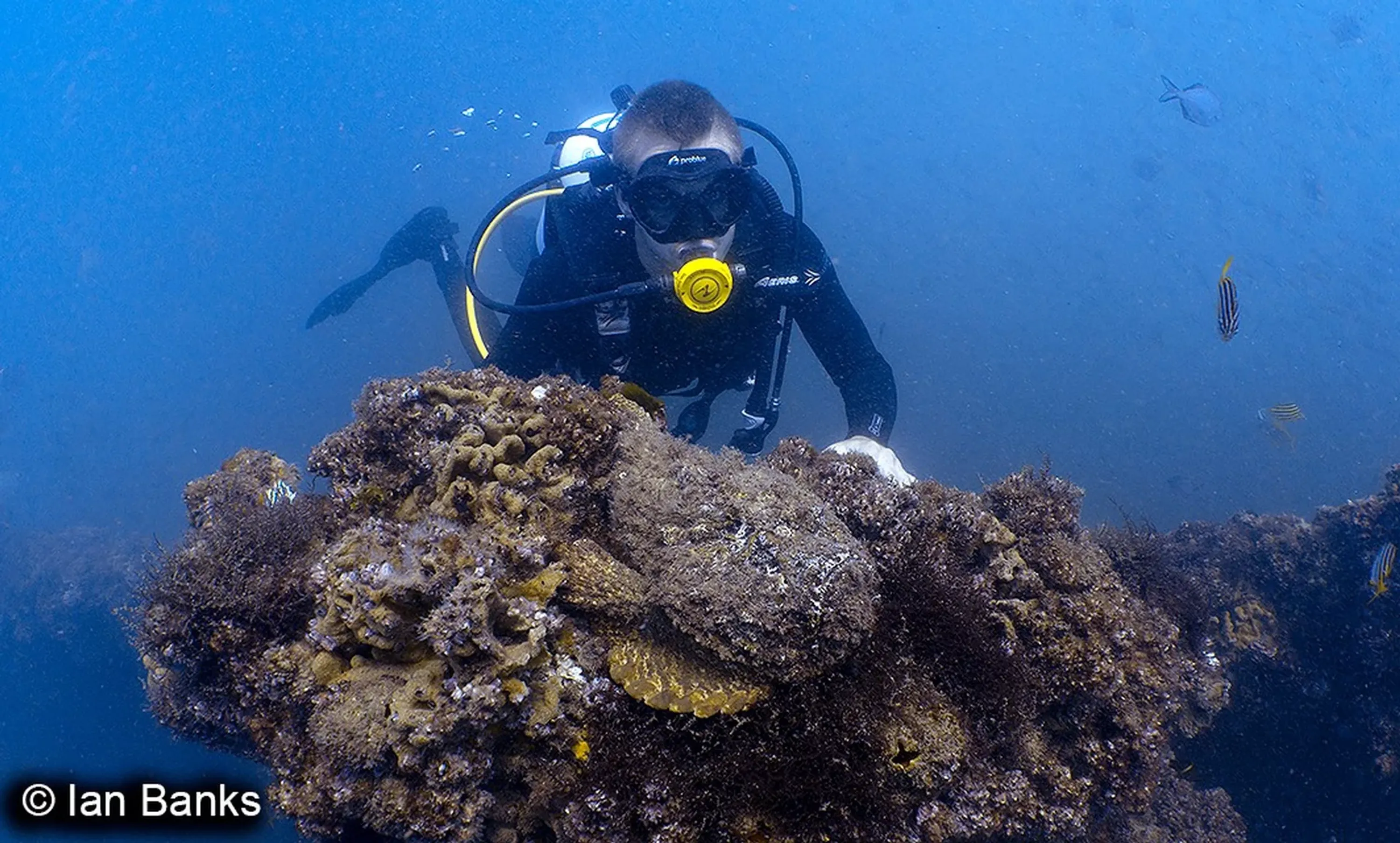 Seaway Dive Site