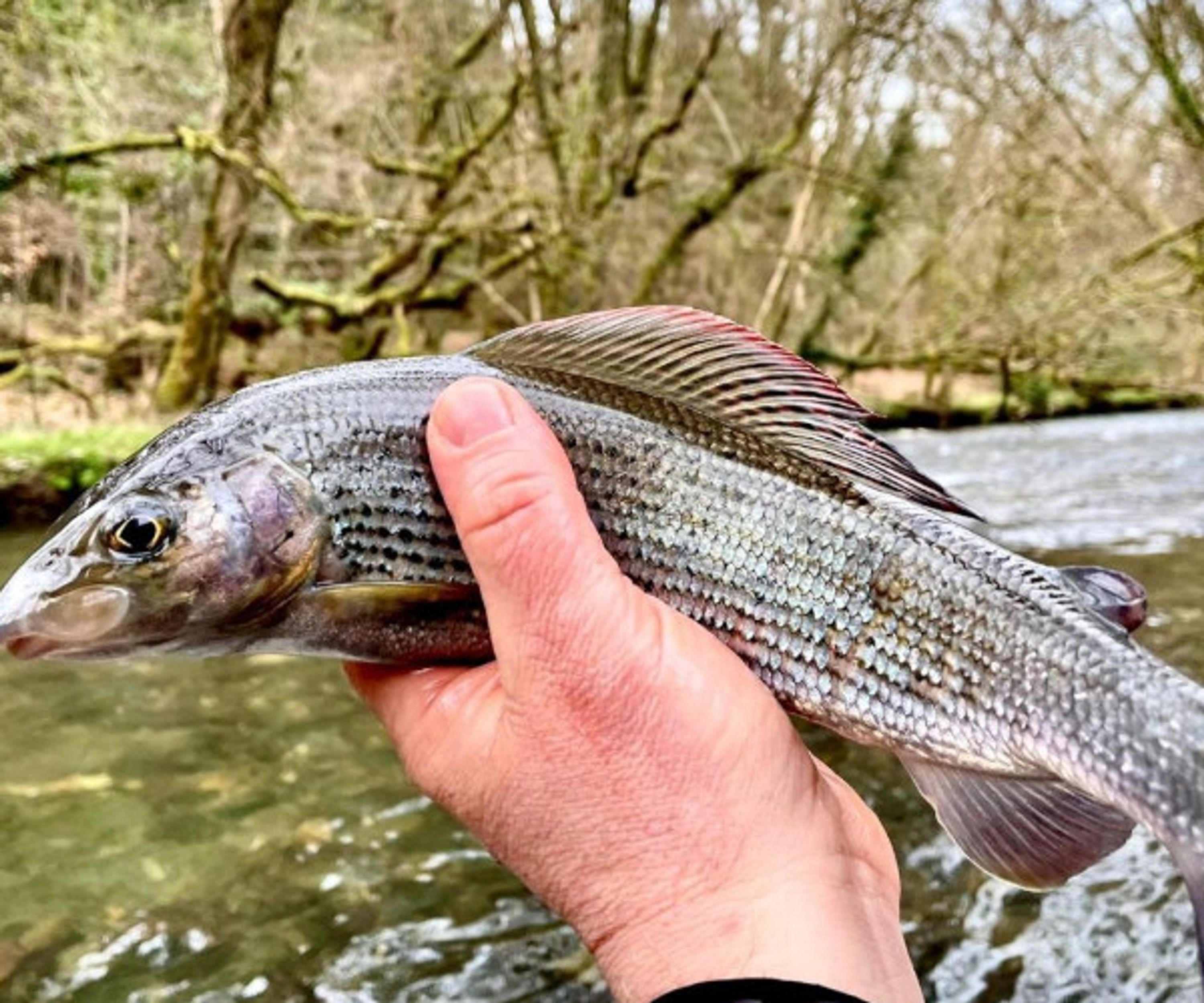 Grayling Fishing Guided Grayling Fishing in Devon