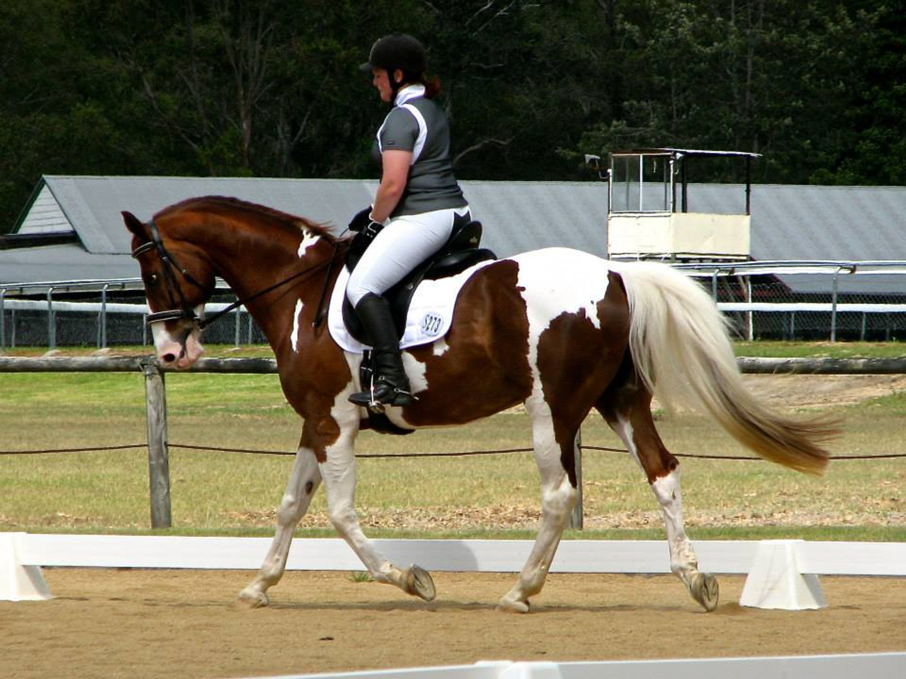 Local Horse Show Jumping Event