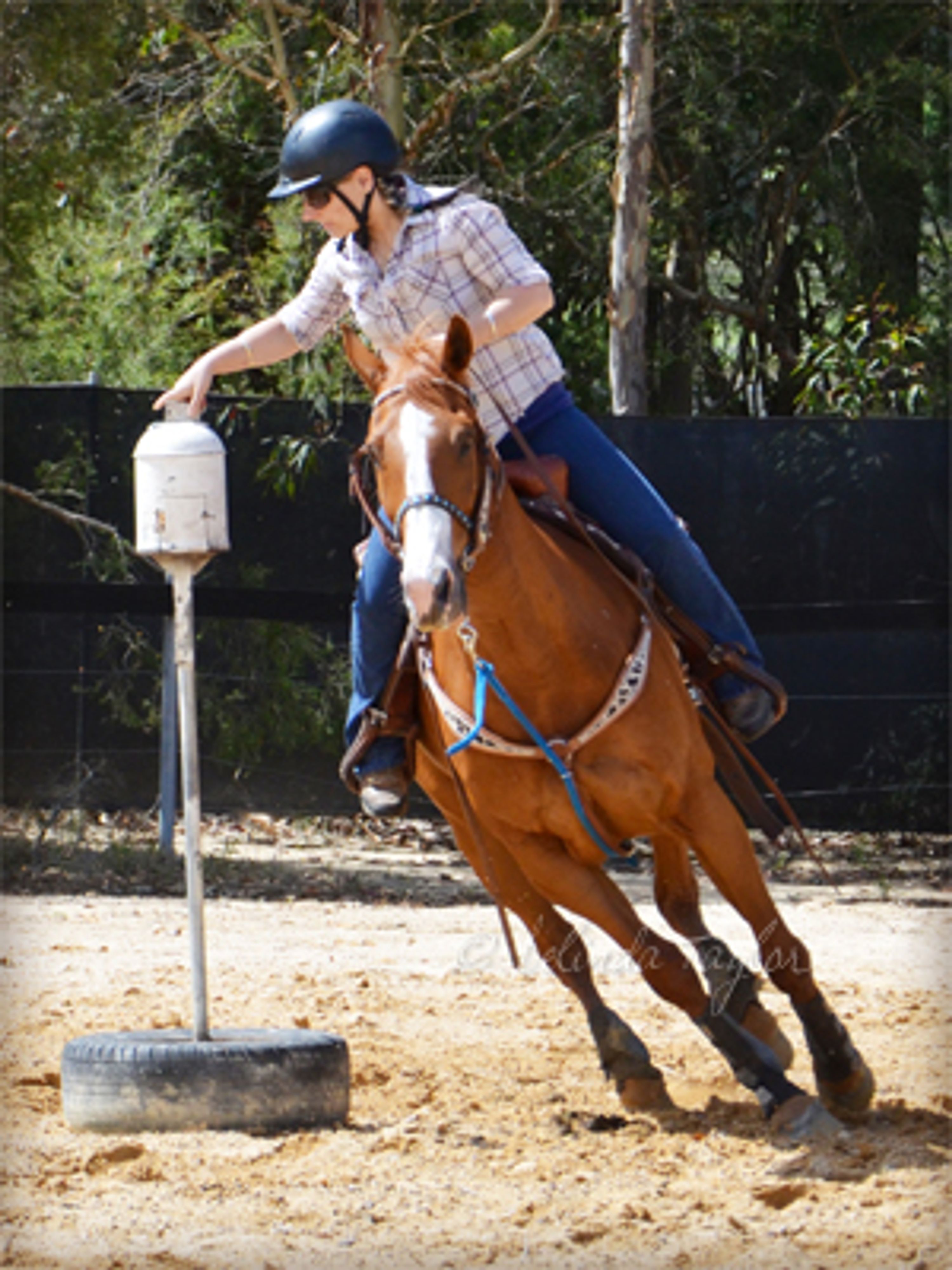 Central coast sporting horse association