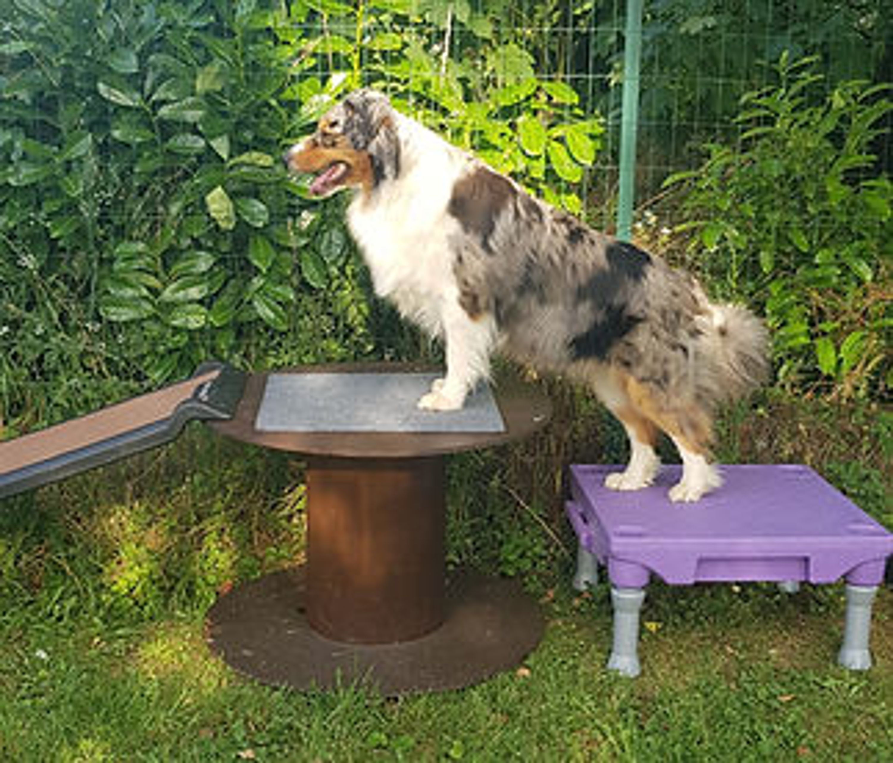 Ames Animales Education & Bien-être - Comportementaliste Canin/Félin/Equin