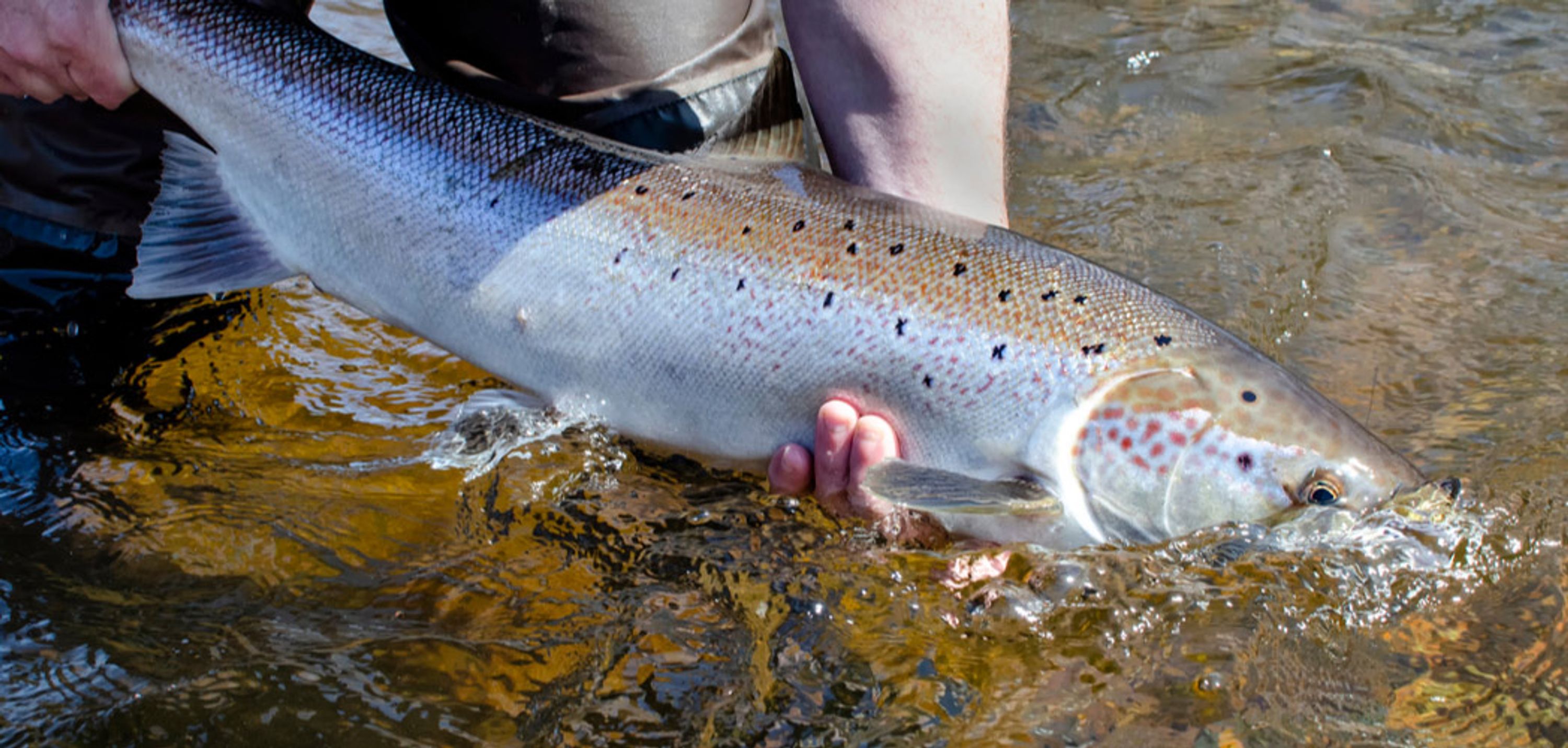 East Mayo Anglers