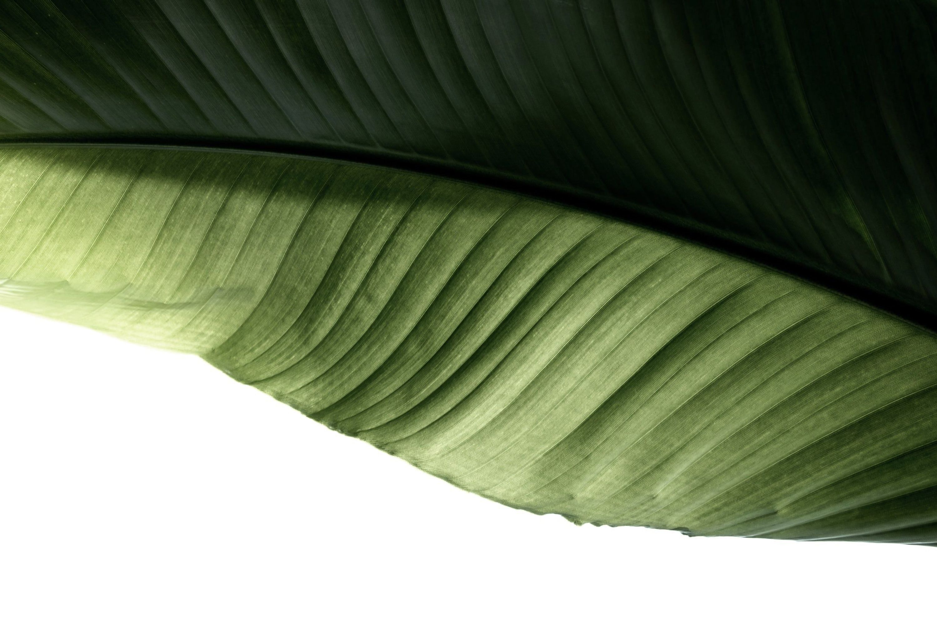 VITAL PHYSICA