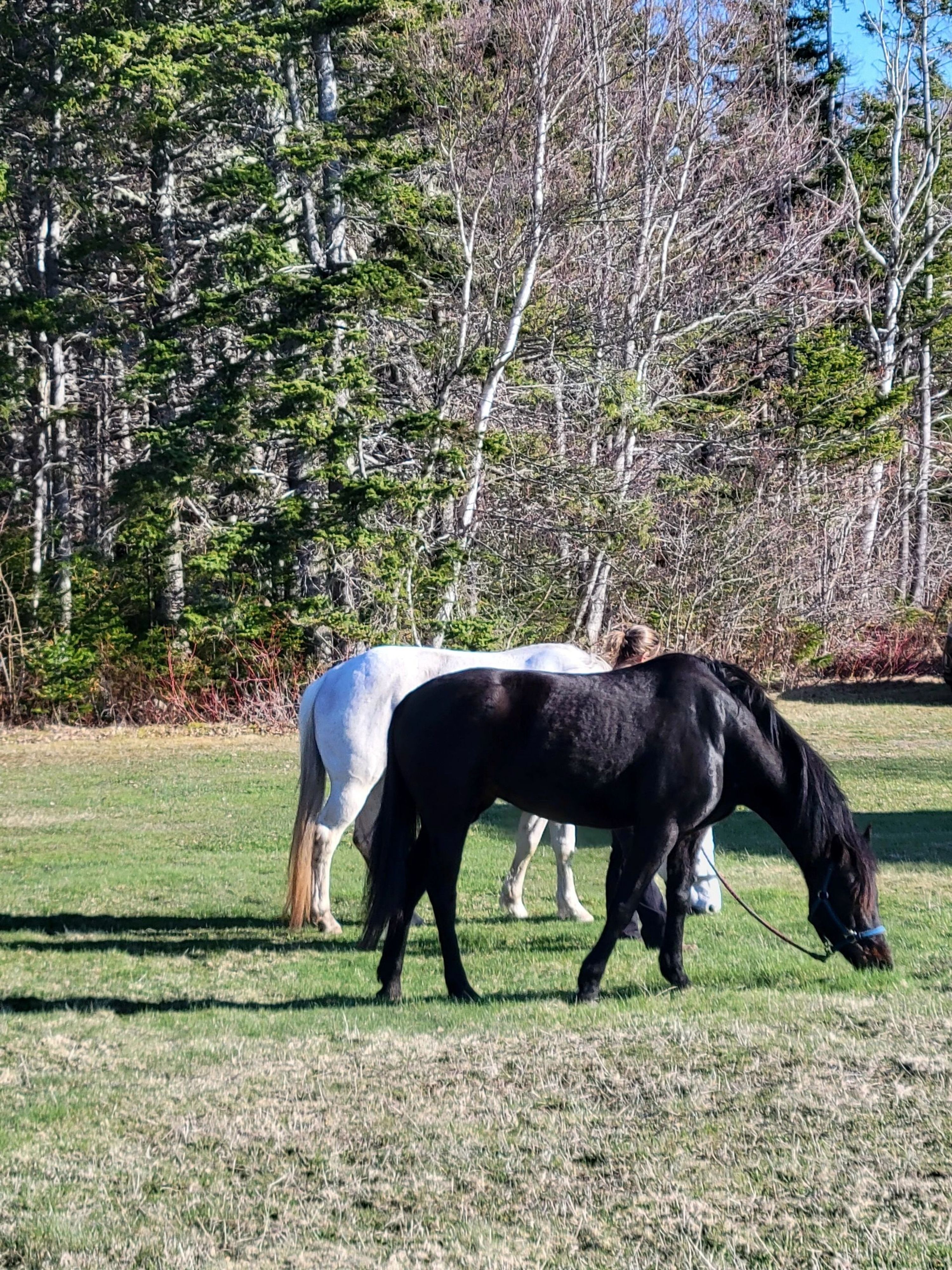 A Few Good Mares Riding Adventures