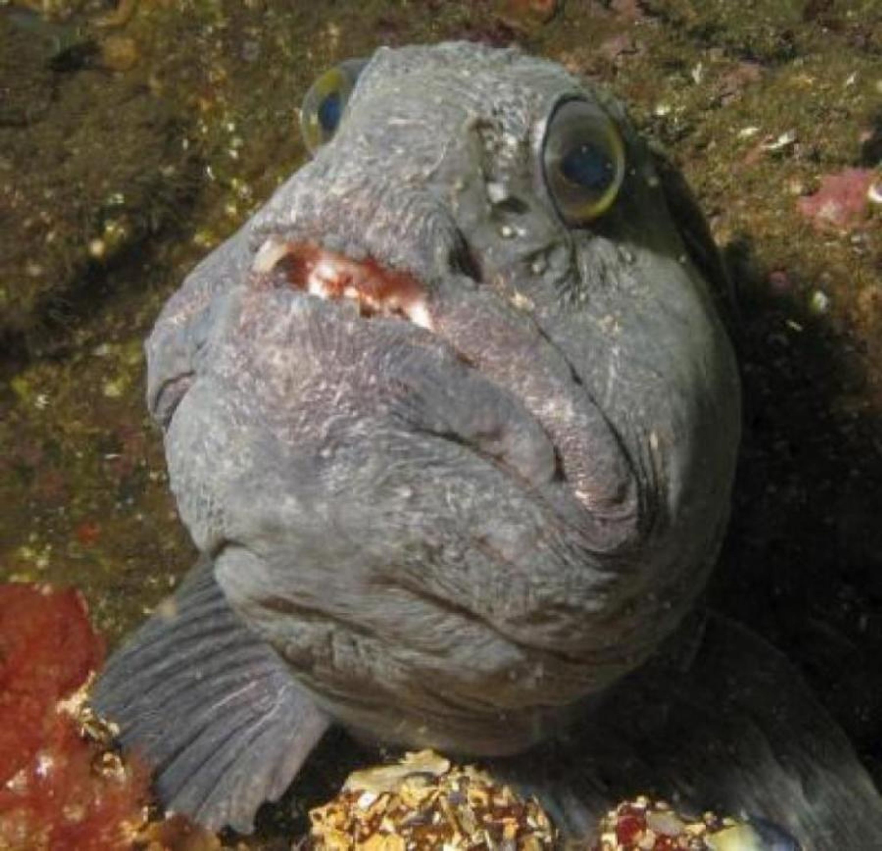 St.Abbs diving